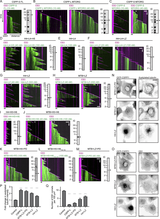 Related toFig. 3. Shorter CSPP1 constructs are less potent in stabilizing MTs in cells. (A–M) Kymographs of MT growth with 20 nM mCherry-EB3 together with the indicated GFP-CSPP1 constructs at the indicated concentrations. Scale bars, 2 μm (horizontal) and 60 s (vertical). Images of SDS-PAGE gels with purified proteins are included for each construct. Asterisk indicates full-length protein band. (N and O) Widefield fluorescence images of COS-7 cells overexpressing GFP-CSPP-L and stained for α-tubulin and acetylated tubulin (N) or EB1 (O). Scale bar, 20 μm. (P and Q) Quantification of mean acetylated tubulin intensity (P) or quantification of number of EB1 comets per 100 µm2 (Q) per COS-7 cell (from images as in N and O). Quantification and statistics as in S1I. Total number of cells analyzed acetylated tubulin, EB1: control cells, n = 137, n = 111; cells overexpressing GFP-CSPP-L, n = 77, n = 75; cells overexpressing GFP-MTB+LZ+PD, n = 83, n = 72; cells overexpressing GFP-MTB+LZ, n = 70, n = 61; cells overexpressing GFP-H4+LZ, n = 50, n = 75. Bars represent pooled data from two independent experiments. Data for control and GFP-CSPP-L is the same as in Fig. S1 I. Error bars represent SEM. ***, P < 0.001; Kruskal–Wallis test followed by Dunn’s post-test. Source data are available for this figure: SourceData FS2.