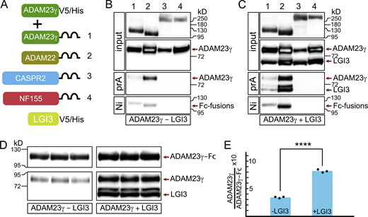 LGI3 enhances the interactions of ADAM23 with itself and with ADAM22. (A) Schematic representing simplified structure of DNA plasmids used in HEK293T cell transfections: ADAM23γV5/His and one of the following: ADAM23γFc (1), ADAM22Fc (2), CASPR2Fc (3), or the negative control NFSC155Fc (4). The transfections were done in the presence or absence of LGI3 (LGI3V5/His plasmid). All DNA constructs allowed for production of secreted forms of the relevant protein. (B and C) Secreted proteins were precipitated using Protein A (prA) and NiNTA (Ni) beads in LGI3-negative (B) and LGI3-positive (C) transfections and analyzed by Western blot. Top two panels show the input of Fc-fused proteins and ADAM23γHis. The following panel shows which of the Fc-fused proteins co-precipitated, and therefore interacted, with ADAM23γHis. The reciprocal interaction—co-precipitation of Fc-fused proteins with Ni beads—is assessed in the bottom panel. (D and E) To allow for quantifiable results, transfection with ADAM23Fc and ADAM23γHis, in presence and absence of LGI3 was repeated in triplicate. ProteinA Sepharose precipitated complexes were analyzed by Western blot (D). Quantification of band densities revealed that interaction between ADAM23Fc and ADAM23γHis is enhanced ∼2.5-fold in the presence of LGI3. Unpaired t test was used to assess statistical significance *** = P ≤ 0.001. Source data are available for this figure: SourceData F7.