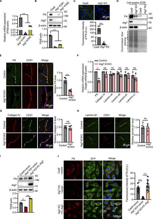 Knockout of Atg7 downregulates fibronectin in brain endothelial cells. (A) The mRNA levels of fibronectin (FN) in the CRISPR/Cas9-mediated Atg7-knockout (KO) HBMECs were determined by RT-qPCR, with Cas9-only as control. The β-actin was used as an internal control. Data were shown as mean ± SD (n = 3). ***, P < 0.001. Statistics were calculated by one-way ANOVA coupled with Dunnett’s post hoc test. (B) The cells were lysed and Western blot was performed to determine the protein levels of fibronectin in Atg7-knockout HBMECs, with β-actin as an internal loading control. The band densities were quantified by ImageJ software and normalized to the Cas9-only control cells. Data were shown as mean ± SD (n = 3). ***, P < 0.001. Statistics were calculated by one-way ANOVA coupled with Dunnett’s post hoc test. (C) The Atg7-KO HBMECs were seeded on coverslips and immunofluorescence was performed with antibody against fibronectin (green), with HBMECs transfected with Cas9 alone as control. DAPI (blue) was used for counterstaining. The representative images were presented (top). The fluorescence intensity of fibronectin was quantified (bottom). Data were shown as the mean ± SD (n = 6). ***, P < 0.001. Unpaired two-tailed Student’s t test for comparison of two groups. (D) The extracellular matrix (ECM) protein and total protein of the HBMECs were extracted, and Western blot was performed to determine the levels of fibronectin and Atg7 using β-actin as an internal loading control. The result of Coomassie blue staining was shown on the bottom, indicating consistent loading. (E) The brain slices were prepared from the Atg7-ECKO mice, with wild-type littermate as control. Immunostaining was performed with the antibodies recognizing fibronectin (green) and CD31 (red). DAPI (blue) was used for counterstaining. The stained slices were mounted and visualized by confocal microscopy. The representative images of the cortex were presented (left). The vascular expression of fibronectin was quantified as relative level of fibronectin fluorescence intensity in the CD31 positive area (mean ± SD, n = 6; right). ***, P < 0.001. Unpaired two-tailed Student’s t test for comparison of two groups. (F) Brain microvessels were isolated from Atg7-ECKO mice, with wild-type littermate as control. The mRNA levels of fibronectin, collagen IV, laminin subtypes (laminin α4, α5, β1, and γ1) were determined by RT-qPCR. β-Actin was used as an internal control. Data were shown as the mean ± SD (n = 3). **, P < 0.01. The ns represents no statistical significance. Unpaired two-tailed Student’s t test for comparison of two groups. (G and H) Similar experiments were performed as in E, except that the fibronectin antibody was replaced by collagen IV (G) or laminin β1 (H). The ns represents no statistical significance (n = 6). Unpaired two-tailed Student’s t test for comparison of two groups. (I and J) Full-length (FL) Atg7 cDNA was transfected to Atg7-KO HBMECs by adenovirus containing GFP, with adenovirus empty vector as control. 48 h after transfection, (I) the cells were lysed, and Western blot was performed to analyze the expression of fibronectin, using β-actin as an internal loading control. The band densities were quantified by ImageJ software and normalized to the control cells transfected with empty vector. Data were shown as mean ± SD (n = 3). **, P < 0.01. ***, P < 0.001. Statistics were calculated by one-way ANOVA coupled with Dunnett’s post hoc test. (J) Left: Immunofluorescence was conducted with antibody against fibronectin (red). DAPI (blue) was used for counterstaining (left). The cells were analyzed for fluorescence intensity of fibronectin (right, at least 20 cells per group). Data were shown as mean ± SD. ***, P < 0.001. Statistics were calculated by one-way ANOVA coupled with Dunnett’s post hoc test. Source data are available for this figure: SourceData F3.