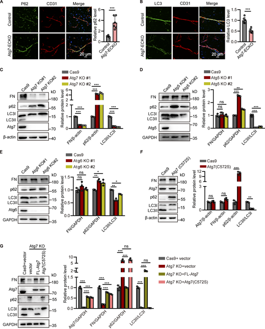 Atg7-regulated fibronectin expression is autophagy independent. (A and B) The brain microvessels were isolated from Atg7-ECKO mice, with wild-type littermate as control. Immunostaining was performed with the antibodies against p62 (A) or LC3 (B; green) together with CD31 antibody (red). DAPI (blue) was used for counterstaining. The vascular expression of p62 or LC3 was quantified as relative level of p62 or LC3 fluorescence intensity in the CD31 positive area (mean ± SD; right). n = 6. ***, P < 0.001. Unpaired two-tailed Student’s t test for comparison of two groups. (C–E) The stable HBMEC cell lines with knockout of Atg genes were established. Then the cells were lysed and Western blot was performed to determine the protein levels of fibronectin (FN), p62, and LC3 in HBMECs with knockout of Atg7 (C), Atg5 (D), or Atg6 (E). β-Actin or GAPDH was used as an internal loading control. Representative images were presented (left). The band densities were quantified by ImageJ software and normalized to the Cas9-only control cells (right). Data were shown as mean ± SD (n = 3). *, P < 0.05. **, P < 0.01. ***, P < 0.001. Statistics were calculated by one-way ANOVA coupled with Dunnett’s post hoc test. (F) The stable HBMEC cell line with the endogenous Atg7 gene genetically replaced with Atg7(C572S) were established. The cells were lysed and Western blot was performed to determine the protein levels of fibronectin, p62, and LC3, with β-actin as an internal loading control. The band densities were quantified by ImageJ software and normalized to the Cas9-only control cells. Data were shown as mean ± SD (n = 3). **, P < 0.01. ***, P < 0.001. The ns represents no statistical significance. Unpaired two-tailed Student’s t test for comparison of two groups. (G) The adenovirus containing cDNA encoding full-length (FL) Atg7 or Atg7(C572S) mutant was introduced to Atg7-knockout (KO) HBMECs, respectively, with adenovirus empty vector as control. 48 h later, the cells were lysed and Western blot was performed to analyze the expression of Atg7, fibronectin, p62, and LC3, with GAPDH as an internal loading control. The band densities were quantified by ImageJ software and normalized to the control cells transfected with empty vector. Data were shown as mean ± SD (n = 3). ***, P < 0.001. The ns represents no statistical significance. Statistics were calculated by one-way ANOVA coupled with Dunnett’s post hoc test. Source data are available for this figure: SourceData F5.