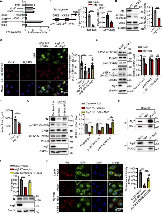 Atg7 depletion downregulates fibronectin through inhibition of PKA/CREB signaling. (A) The pGL3-basic vectors carrying different truncations of the fibronectin (FN) promoter were cotransfected with pRL-TK into HEK293T cells. After 48 h, the cells were lysed and the luciferase activity was detected. (B) The cell lysates were subjected to ChIP assay using CREB (p-Ser133) antibody. The immunoprecipitated DNA fragments were amplified by qPCR using the primers flanking two different fragments within the promoter region of fibronectin gene. Data were shown as the mean ± SD (n = 3). ***, P < 0.001. Unpaired two-tailed Student’s t test for comparison of two groups. (C) The Atg7-knockout (KO) HBMECs were lysed, and then Western blot was performed to analyze the expression of CREB and phosphorylated CREB using antibodies against CREB and CREB (p-Ser133), respectively, with the Cas9-only HBMECs as control. The band densities were quantified by ImageJ software. The ratio of CREB (p-Ser133)/CREB was calculated and normalized to the Cas9-only control. Data were shown as the mean ± SD (n = 3). ***, P < 0.001. Unpaired two-tailed Student’s t test for comparison of two groups. (D) Full-length (FL) Atg7 cDNA was transfected to Atg7-KO HBMECs by adenovirus containing GFP, with empty adenovirus vector as control. Left: Immunofluorescence was conducted with antibody against CREB (p-Ser133; red). DAPI (blue) was used for counterstaining. Right: Fluorescence intensity of the CREB (p-Ser133) was quantified. A total of 30 cells were analyzed per group. Data were shown as the mean ± SD. ***, P < 0.001. Statistics were calculated by one-way ANOVA coupled with Dunnett’s post hoc test. (E) Western blot was performed to analyze the expression of PKA-C, p-PKA-C, AKT, p-AKT, ERK1/2, and p-ERK1/2 using the corresponding antibodies in Atg7-KO HBMEC, with the Cas9-only HBMECs as control. The band densities were quantified by ImageJ software. The relative protein levels were calculated and normalized to the Cas9-only control. Data were shown as the mean ± SD (n = 3). *, P < 0.05. The ns represents no statistical significance. Unpaired two-tailed Student’s t test for comparison of two groups. (F) The Atg7 KO HBMECs were lysed, and then the active form of PKA was measured using PKA Kinase Activity Assay, with the Cas9-only HBMECs as control. Data were shown as the mean ± SD (n = 4). **, P < 0.01. Unpaired two-tailed Student’s t test for comparison of two groups. (G) The HBMECs were treated with 8-Bromo-cAMP (50 μM) for 24 h, with the cells treated with vehicle as control. The cells were lysed, and Western blot was performed to determine the protein levels of fibronectin, CREB, p-CREB (Ser133), PKA-C, p-PKA-C (Thr197) using GAPDH as an internal loading control. The band densities were quantified by ImageJ software and normalized to the control. Data were shown as mean ± SD (n = 3). *, P < 0.05. ***, P < 0.001. Statistics were calculated by one-way ANOVA coupled with Dunnett’s post hoc test. (H) HBMECs lysates were immunoprecipitated with Atg7 (top) and PKA-C (bottom) antibody, respectively, and then the precipitated proteins were analyzed by Western blot using antibodies against Atg7 and PKA-C. IB, immunoblot. (I and J) The constitutively active CREB (S133D) mutant was transfected to Atg7-KO HBMECs by adenovirus containing GFP with empty adenovirus vector as control. 48 h after transfection, (I) cell lysates were subjected to Western blot analysis to detect the expression of fibronectin and Atg7, respectively. β-Actin was used as an internal loading control. The band densities were quantified by ImageJ software and normalized to the control group transfected by empty vector. Data were shown as the mean ± SD. **, P < 0.01, ***, P < 0.001. Statistics were calculated by one-way ANOVA coupled with Dunnett’s post hoc test. (J) Left: Immunofluorescence was performed to analyze the cellular expression of fibronectin (red). DAPI (blue) was used for counterstaining. Right: Fluorescence intensity of fibronectin was quantified. Data were shown as the mean ± SD. ***, P < 0.001. Statistics were calculated by one-way ANOVA coupled with Dunnett’s post hoc test. Source data are available for this figure: SourceData F6.