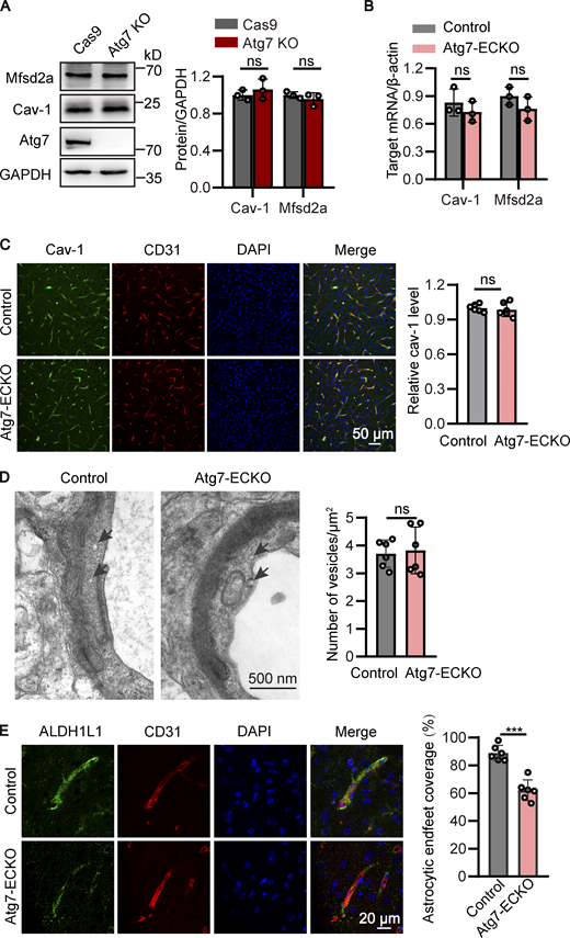 Atg7 deletion has no effect on caveolae-mediated transcytosis. (A) The cells were lysed, and Western blot was performed to determine the protein levels of Cav-1 and Mfsd2a in Atg7-knockout (KO) HBMECs, with HBMECs transfected with Cas9 alone as control. GAPDH was used as an internal loading control. The band densities were quantified by ImageJ software and normalized to the control. Data were shown as mean ± SD (n = 3). The ns represents no statistical significance. Unpaired two-tailed Student’s t test for comparison of two groups. (B) Brain microvessels were isolated from Atg7-ECKO mice, with wild-type littermate as control. The mRNA levels of Cav-1 and Mfsd2a were analyzed by qRT-PCR, with β-actin used as an internal control. Data were shown as the mean ± SD (n = 3). The ns represents no statistical significance. Unpaired two-tailed Student’s t test for comparison of two groups. (C) The brain slices were prepared from the Atg7-ECKO mice, with wild-type littermate as control. Immunostaining was performed with the antibodies recognizing Cav-1 (green) and CD31 (red). DAPI (blue) was used for counterstaining. The stained slices were mounted and visualized by confocal microscopy. The representative images of the cortex were presented (left). Scale bar, 50 μm. The vascular expression of Cav-1 was quantified as relative level of Cav-1 fluorescence intensity in the CD31 positive area (mean ± SD; right). n = 6. The ns represents no statistical significance. Unpaired two-tailed Student’s t test for comparison of two groups. (D) The cerebral cortex from the Atg7-ECKO mice were subjected to TEM analysis, with wild-type littermate as control. Representative electron micrograph of caveolae vesicles (arrows) in the endothelium were provided (left). Scale bar, 500 nm. The number of vesicles was quantified (right). 30 vessels from six mice were used for statistical analysis. Data were shown as mean ± SD, n = 6. The ns represents no statistical significance. Unpaired two-tailed Student’s t test for comparison of two groups. (E) The brain slices were prepared from the Atg7-ECKO mice, with wild-type littermate as control. Immunostaining was performed with the antibodies recognizing ALDH1L1 (green) and CD31 (red). DAPI (blue) was used for counterstaining. The stained slices were mounted and visualized by confocal microscopy. The representative images of the cortex were presented (left). Scale bar, 20 μm. The astrocytic endfeet coverage along the vessels was quantified by dividing the total area of the vessels by the area of the astrocytes in contact with the vessels (right). Data were shown as mean ± SD (n = 6). ***, P < 0.001. Unpaired two-tailed Student’s t test for comparison of two groups. Source data are available for this figure: SourceData FS3. Refer to the image caption for details.