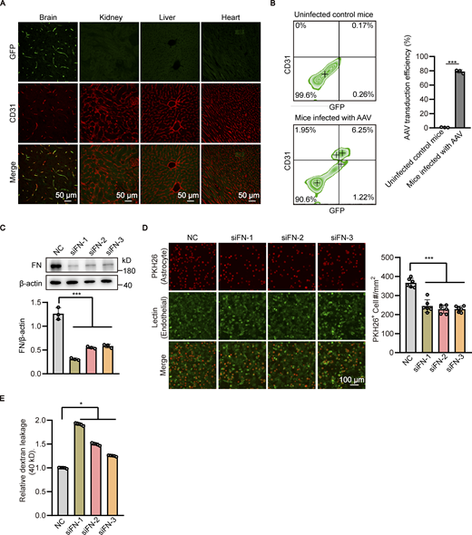 Endothelial knockdown of fibronectin reduces astrocyte adhesion and increases the permeability of in vitro BBB model. (A) Recombinant GFP-tagged AAV-BR1 virus were injected into the tail vein at a dose of 5 × 1011 genomic particles in total volume of 150 μl saline. 4 wk after AAV infection, the brain, kidney, liver, and heart were harvested, and sections were obtained for immunofluorescence staining with CD31 antibody (red). Representative confocal images were provided. Scale bar, 50 μm. (B) Recombinant GFP-tagged AAV-BR1 virus were injected into the tail vein of mice as in A, and mice infected with 150 μl saline served as the control group. 4 wk after AAV infection, the brain tissue was harvested and the cell suspension was subjected to flow cytometry with antibody recognizing CD31 and GFP. The transduction efficiency of AAV-BR1 virus in brain endothelial cells was quantified by the proportion of GFP positive cells in CD31 positive cells. Data were shown as the mean ± SD (n = 3). ***, P < 0.001. Unpaired two-tailed Student’s t test for comparison of two groups. (C and D) HBMECs were transfected with siRNAs against fibronectin (FN) or non-silencing control siRNA (NC). 48 h after transfection, (C) cell lysates were subjected to Western blot analysis to detect the cellular expression of fibronectin. β-Actin was used as an internal loading control. The band densities were quantified by ImageJ software and normalized to the NC group. Data were shown as the mean ± SD (n = 3). ***, P < 0.001. Statistics were calculated by one-way ANOVA coupled with Dunnett’s post hoc test. (D) Astrocytes stained with PKH26 dye were added to the well of 24-well plate seeded with HBMECs to allow the adhesion to endothelial cells for 30 min. After that, the culture medium was removed, plates were washed twice with PBS, and imaging solution was added to the plates. Finally, cells were imaged by fluorescence microscopy. The representative images were provided (left). Scale bar, 100 μm. The number of astrocytes adhered to the HBMECs was quantified (right). Data were shown as the mean ± SD (n = 6). ***, P < 0.001. Statistics were calculated by one-way ANOVA coupled with Dunnett’s post hoc test. (E) In vitro BBB model consisting of HBMECs and astrocytes was constructed. 24 h later, siRNAs against fibronectin of HBMECs or negative control siRNA (NC) were transfected to HBMECs. 72 h after transfection, 40-kD FITC-dextran was added into the upper chamber of the Transwell at a concentration of 1 mg/ml, with 600 μl serum-free basal medium added to the lower chamber. After incubation for 1 h, the medium in the lower chamber was collected to detect the fluorescence intensity using microplate reader. Data were shown as the mean ± SD (n = 5). *, P < 0.05. Statistics were calculated by one-way ANOVA coupled with Dunnett’s post hoc test. Source data are available for this figure: SourceData FS4.