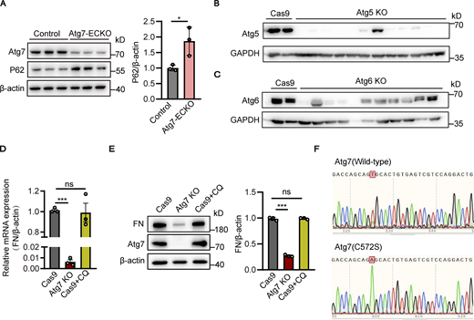The fibronectin reduction induced by Atg7 depletion is independent of autophagy inhibition. (A) Brain microvessels were isolated from Atg7-ECKO mice, with wild-type littermate as control. The protein levels of Atg7 and p62 were analyzed by Western blot, with β-actin used as an internal control. Data were shown as the mean ± SD (n = 3). *, P < 0.05. Unpaired two-tailed Student’s t test for comparison of two groups. (B and C) HBMECs were infected by lentivirus containing the cDNA of Cas9 together with sgRNA targeting the exon of Atg5 (B) or Atg6 (C). 48 h after infection, blasticidin (3 μg/ml) and puromycin (1 μg/ml) were used for screening of positive infected cells. The cells were collected for protein extraction, and Western blot was performed to detect the knockout (KO) effect of Atg5 (B) or Atg6 (C) in HBMECs. Lentivirus containing the cDNA of Cas9 alone was used as a control. (D and E) The HBMECs were treated with CQ (chloroquine, 10 μM) for 24 h, with the cells treated with vehicle as control. (D) The mRNA levels of fibronectin were determined by RT-PCR using β-actin as an internal control. Data were shown as the mean ± SD (n = 3). ***, P < 0.001. The ns represents no statistical significance. Statistics were calculated by one-way ANOVA coupled with Dunnett’s post hoc test. (E) The cells were lysed, and Western blot was performed to determine the protein levels of fibronectin and Atg7 using β-actin as an internal loading control. The band densities were quantified by ImageJ software and normalized to the control. Data were shown as mean ± SD (n = 3). ***, P < 0.001. The ns represents no statistical significance. Statistics were calculated by one-way ANOVA coupled with Dunnett’s post hoc test. (F) HBMECs cell lines with the endogenous Atg7 gene genetically replaced with Atg7(C572S) were constructed using CRISPR/Cas9 technology. The cells were collected for RNA extraction, and the extracted RNA was reverse transcribed into cDNA. The primers were designed for the Atg7 mutation site and the cDNA was used as template for PCR, and the amplified products were cloned into T vector for DNA sequencing. The sequencing results of wild-type Atg7 and Atg7(C572S) mutant cells were presented. Source data are available for this figure: SourceData FS5.