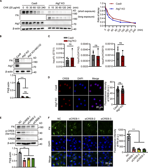 Analysis of the post-transcriptional regulation of fibronectin by Atg7 and the identification of CREB-dependent fibronectin expression. (A) The Atg7 KO HBMECs and control cells were treated with cycloheximide (CHX, 20 μg/ml) for indicated of times. The cell lysates were subjected to Western blot analysis to detect the expression of fibronectin (FN) and Atg7 (left). β-Actin was used as an internal loading control. The band densities were quantified by ImageJ software and normalized to the vehicle control. The rate of decay of fibronectin expression was plotted (right). Data were shown as the mean ± SD (n = 3). (B) The HBMECs were treated with MG132 (10 μM), with the cells treated with vehicle as control. The cell lysates were subjected to Western blot analysis to detect the expression of fibronectin and Atg7 (top). β-Actin was used as an internal loading control. The band densities were quantified by ImageJ software and normalized to the Cas9 group (bottom). Data were shown as the mean ± SD (n = 3). ***, P < 0.001. The ns represents no statistical significance. Statistics were calculated by one-way ANOVA coupled with Dunnett’s post hoc test. (C) The HBMEC lysates were subjected to the ChIP assay using the EST1, GATA2, and HOXB13 antibody, respectively. The immunoprecipitated DNA fragments were amplified by qPCR using the primers flanking the promoter regions of fibronectin gene. Data were shown as the mean ± SD (n = 3). The ns represents no statistical significance. Unpaired two-tailed Student’s t test for comparison of two groups. (D) The HBMECs were seeded on coverslips and immunofluorescence was performed with antibody against CREB (red). DAPI (blue) was used for counterstaining. The representative images were presented (left). The fluorescence intensity of CREB was quantified (right). A total of 40 cells were analyzed per group. Data were shown as the mean ± SD. The ns represents no statistical significance. Unpaired two-tailed Student’s t test for comparison of two groups. (E and F) HBMECs were transfected with siRNAs against CREB or non-silencing control siRNA (NC). 48 h after transfection, (E) cell lysates were subjected to Western blot analysis to detect the expression of fibronectin, CREB, and p-CREB (ser133), respectively (left). β-Actin was used as an internal loading control. The band densities were quantified by ImageJ software and normalized to the NC group (right). Data were shown as the mean ± SD. **P < 0.01. Statistics were calculated by one-way ANOVA coupled with Dunnett’s post hoc test. (F) Immunofluorescence was performed to analyze the cellular expression of fibronectin (green). DAPI (blue) was used for counterstaining (left). The fluorescence intensity of fibronectin was quantified (right). Data were shown as the mean ± SD. ***, P < 0.001. Statistics were calculated by one-way ANOVA coupled with Dunnett’s post hoc test. Source data are available for this figure: SourceData FS6.