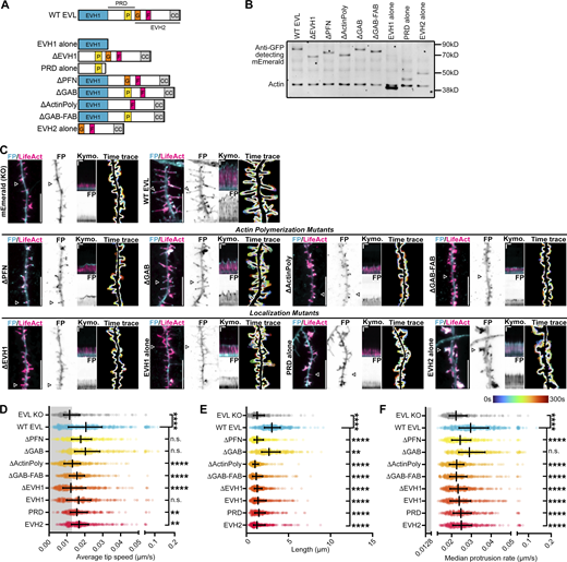 EVL regulates DF morphogenesis and motility through membrane-targeted actin polymerization. (A) Schematic of protein domains of wild-type EVL and EVL mutants used in this study. EVH1 (blue) = Enabled/VASP homology-1, P (yellow) = profilin binding region, G (orange) = G-actin binding region, F (red) = F-actin binding region, CC (gray) = coiled-coil domain, PRD = proline-rich region, EVH2 = Enabled/VASP homology-2. (B) Western blot of protein lysates from D11 cortical neurons derived from EVL knockout (KO) mice expressing mEmerald-EVL or various mutants of EVL as indicated. (C) Segment of dendrite from live primary cortical neurons derived from EVL knockout mice at indicated day in vitro 11 (D11) expressing mRuby2-LifeAct and mEmerald alone, or mEmerald-tagged wild-type EVL or mutants of EVL as indicated. From left to right, Panel 1: Merge of LifeAct and mEmerald-tagged proteins. Scale bar = 10 µm. Panel 2: mEmerald fluorescence intensity presented with an inverted LUT. Panel 3: Kymograph of DF position indicated by arrowhead (5 s interval, 5 min duration). Vertical scale bar = 1 µm, horizontal scale bar = 1 min, dashed line indicates dendrite. Panel 4: Maximum intensity projection of temporally color-coded binary mask outline (5 s interval, 5 min duration). (D) Scatterplot of average speed of DF tips, calculated as the average absolute tip displacement between successive timepoints. Gray shaded region indicates average speed less than 0.0128 µm/s (non-motile DFs). Median ± IQR. Mixed-effects model; n = 248–397 total DF from 3–6 neurons per biological replicate, N = 3–5 biological replicates. (E) Scatterplot of average length reached during the duration of imaging for indicated conditions. Median ± IQR. Mixed-effects model; n = 248–397 total DF from 3–6 neurons per biological replicate, N = 3–5 biological replicates. (F) Scatterplot of median protrusion rates of DFs for indicated conditions. Median ± IQR. Mixed-effects model; n = 248–397 total DF from 3–6 neurons per biological replicate, N = 3–5 biological replicates. *P < 0.05, **P < 0.01, ***P < 0.001, ****P < 0.0001, n.s. is not significant. See also Video 5. Source data are available for this figure: SourceData F5.