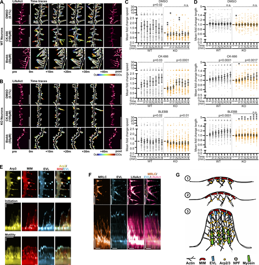 Arp2/3 and myosin-II differentially contribute to DF initiation and motility. (A and B) Segment of dendrite from wild-type (A) or EVL knockout (B) cortical neurons at D11 expressing mRuby2-LifeAct, and treated with DMSO (0.1%), Arp2/3 inhibitor CK-666 (100 µM), or myosin-II inhibitor blebbistatin (50 µM). Neurons were imaged 5 min prior to (left) and up to 40 min following (right) drug treatment. Maximum intensity projection of temporally color-coded binary mask outline of 10 min bins following treatment (middle; 15 s interval, 45 min duration). Scale bars = 10 µm. (C) Scatterplot of fold change of average tip speed following treatment with indicated pharmacological inhibitors, calculated as the average absolute tip displacement during successive 5 min bins, relative to average tip speed pre-treatment, for wild-type and EVL knockout DF. Mean ±95% confidence interval (CI). Mixed-effects model; DMSO n = 48–90 total DF, CK-666 n = 58–80 total DF, and Blebbistatin n = 88–96 total DF from 2–4 neurons per biological replicate, N = 3–5 biological replicates. (D) Scatterplot of fold change of average length reached between successive 5 min bins following treatment with indicated pharmacological inhibitors, relative to average length pre-treatment, for wild-type and EVL knockout DF. Mean ±95% CI. Mixed-effects model; DMSO n = 48–90 total DF, CK-666 n = 58–80 total DF, and Blebbistatin n = 88–96 total DF from 2–4 neurons per biological replicate, N = 3–5 biological replicates. (E) Segment of dendrite from an EVL knockout cortical neuron at D11 expressing mEmerald-Arp3, MIM-mRuby2, and iRFP670-EVL (top; scale bar = 5 µm), and kymographs of protein localization during DF initiation (middle) and motility (bottom). 5 s interval, 2 min duration, horizontal scale bar = 1 min, vertical scale bar = 1 µm, dashed line indicates dendrite. (F) Segment of dendrite from an EVL knockout cortical neuron at D11 expressing MRLC-mRuby2, mEmerald-EVL, and iRFP670-LifeAct (top; scale bar = 5 µm), and kymographs of protein localization during DF motility. 5 s interval, 2 min duration, horizontal scale bar = 1 min, vertical scale bar = 1 µm, dashed line indicates dendrite. (G) Model of spatiotemporal dynamics of MIM, Arp2/3, myosin-II, and EVL during DF initiation and protrusive motility. P-values indicated above each plot in C and D assess fold change over time within WT or KO. P values represented by asterisks on the plots assess difference between WT and KO fold change speed (C) or length (D); *P < 0.05, **P < 0.01, ***P < 0.001, ****P < 0.0001, only P < 0.05 values are shown on the plot (all P values are in Table S2). See also Video 9.