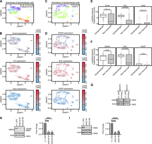 EVL is the predominant Ena/VASP paralog regulating dendritic filopodia. (A) Uniform manifold approximation and projection (UMAP) subcluster categories of single-cell RNA-seq expression profiles from mouse glutamatergic neurons. 1: L6b cortex (CTX), 2: L6 corticothalamic CTX, 3: L5 near-projecting CTX, 4: L6 intratelencephalic (IT) CTX, 5: L5 IT CTX, 6: L5 pyramidal tract CTX, 7: L2/3 IT CTX-1, 8: Car3, 9: L4/5 IT CTX, 10: L2/3 IT CTX Ppp1r18, 11: L2/3 IT CTX-2. (B) Log2(TPM(transcripts per million)) expression in mouse of Enah, Evl, and Vasp across single-cell RNA-seq UMAP subcluster categories. (C) UMAP subcluster categories of single-cell RNAseq expression profiles from human glutamatergic neurons. 1: L5/6 near-projecting cortex (CTX), 2: L6 corticothalamic CTX, 3: intratelencephalic (IT) CTX, 4: L5/6 IT CTX Car3, 5: L6b CTX, 6: L4 IT CTX, 7: L5 IT CTX. (D) Log2(TPM) expression in human of ENAH, EVL, and VASP across single-cell RNA-seq UMAP subcluster categories. (E and F) Comparison of Enah, Evl, and Vasp expression in mouse (E) and human (F) across single-cell RNA-seq grouped by glutamatergic neurons versus non-neuronal cell types. Statistical comparisons of RNA abundance in cell type categories made by Welch’s t test, n = 250 cells. (G) Representative western blot confirming specificity of VASP antibody in NIH3T3 (left) and primary neuron cultures (right) with pLKO-shRNA-TurboRFP targeting Vasp mRNA. Mean ± SD. N = 3 biological replicates. (H and I) Representative western blots of protein lysates from primary neurons at D11, transduced on D7 with indicated pLKO-shRNA-TurboRFP lentiviral particles targeting Enah (H; left) or Evl mRNA (I; left). Fold change quantification of knockdown compared to non-targeting shRNA control (right). Mean ± SD. N = 3 biological replicates. Statistical comparisons of shRNA knockdown efficiency were made by unpaired t test. *P < 0.05, **P < 0.01, ***P < 0.001, ****P < 0.0001, n.s. is not significant. See also Fig. 1 and Video 1. Source data are available for this figure: SourceData FS2.