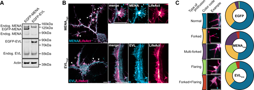 MENA and EVL overexpression enhance DF motility. (A) Representative Western blot of protein lysates from D11 mouse cortical neuron cultures expressing EGFP-MENA or EGFP-EVL, and probed with antibodies targeting MENA or EVL for detection of endogenous and overexpressed species. (B) Examples of extreme phenotypes observed in live primary mouse cortical neurons at day in vitro 11 (D11) expressing mRuby2-LifeAct with high expression (SNR > 1.5) of EGFP-MENA or EGFP-EVL. Left: full cell image. Closed arrowheads indicate abnormal structures. Open arrowhead indicates magnified region (right). (C) Examples and quantification of DF morphological phenotypes observed in D11 neurons expressing mRuby2-LifeAct with low-expression (SNR < 1.5) of EGFP-MENA or EGFP-EVL. n = 83–133 DF per condition, N = 3 neurons. Scale bars = 10 µm. See also Fig. 2 and Video 2. Source data are available for this figure: SourceData FS3.