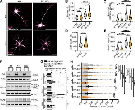 EVL is required for DF morphogenesis, and influences dendritic spine plasticity. (A) Immunofluorescence labeling of primary cortical neurons derived from wild-type (WT) or EVL knockout (KO) mice at indicated days in vitro. β-III-tubulin labeling shows overall neurite and early axon morphology, while MAP2 specifically labels dendrites. Scale bar = 50 µm. (B–E) Quantification of neurite morphogenesis in cortical neurons derived from wild-type or EVL knockout mice at indicated days in vitro. (B) Number of primary neurites originating from the soma. (C) Number of higher-order branches (secondary or higher). (D) Early axon length. The presumptive axon was defined as a primary neurite with a length greater than three times longer than the minor neurites. (E) Average length of primary neurites (excluding presumptive axons). Central line = median, dashed lines = interquartile range (IQR). (B, C, and E) Kruskal-Wallis test corrected for multiple comparisons; n = 77–99 total neurons, N = 3 biological replicates, and (D) Mann-Whitney test; n = 32–35 total neurons, N = 3 biological replicates. (F and G) Representative Western blot (F) and quantification of (G) protein lysates from cortical neurons derived from wild-type or EVL knockout mice at indicated days in vitro, demonstrating complete loss of EVL, and no compensatory upregulation of VASP or MENA high and low molecular weight isoforms. Mean ± SD. Unpaired t test; N = 3 biological replicates. (H). Scatterplot of average speed of DF tips, calculated as the average absolute tip displacement between successive timepoints. Gray shaded region indicates average speed less than 0.0128 µm/s (non-motile DFs). Median ± IQR. Mixed-effects model; n = 280–641 total DF from 4–6 neurons per biological replicate, N = 3 biological replicates. *P < 0.05, **P < 0.01, ***P < 0.001, ****P < 0.0001, n.s. is not significant. See also Fig. 4, Video 3, and Video 4. Source data are available for this figure: SourceData FS5. Refer to the image caption for details.