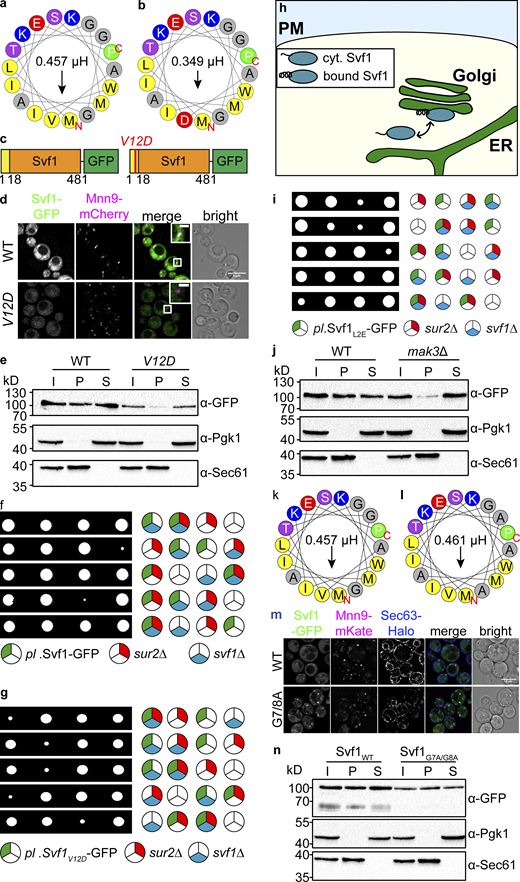 Svf1 possesses an N-terminal amphipathic helix important for the targeting and function of the protein. (a and b) Helical wheel representation of the first 18 amino acids with the hydrophobic amino acids shown in yellow and the hydrophobic moment shown by the arrow and expressed in µH above the arrow for the WT sequence and (b) the V12D mutant with the exchange of the hydrophobic valine to the charged aspartate (red). (c) Graphical representation of the full-length protein (WT, left; V12D mutant, right). Shown are the AH (yellow, 1–18 aa), the rest of Svf1 (orange, 19–481 aa) and the C-terminal GFP tag (green). (d) Co-localization of GFP tagged Svf1 expressed from a plasmid under control of the endogenous promoter with mCherry tagged Mnn9 for the WT (upper panel) and the V12D mutant (lower panel). Scale bar = 5 µM. Scale bar inlays = 1 µM. (e) Samples from the membrane fractionation according to 50 µg protein concentration were analyzed by Western blot. The separation of the cell lysate (Input, I) into pellet (P) and supernatant (S) fractions shows the Svf1 localization either bound to membranes (P) or cytosolic (S) detected by an α-GFP antibody. The antibodies α-Pgk1 and α-Sec61 were used as loading controls for the cytosol and membrane fractions, respectively. (f) Tetrad analysis of the svf1Δpl.Svf1-GFP (blue and green, respectively) mutants crossed with sur2Δ (red). (g) Tetrad analysis of the svf1Δpl.Svf1V12D-GFP (blue and green, respectively) mutants crossed with sur2Δ (red). (h) A model of Svf1 with the folded (bound Svf1) and unfolded (cyt. Svf1) N-terminal AH. (i) Tetrad analysis of the svf1∆pl.Svf1L2E-GFP (blue and green, respectively) mutants crossed with sur2∆ (red). (j) Western blot analysis of Svf1-GFP in WT and mak3Δ mutant as described in e. (k and l) Helical wheel representation of the WT AH (k) and the G7A/G8A mutant AH (l) described as in Fig. 3 a shows no impact by the exchanges of glycines to alanines at the positions 7 and 8 on the hydrophobic moment of the AHs. (m) Co-localization of GFP tagged Svf1 expressed from a plasmid under the control of the endogenous promoter of Svf1 in a svf1Δ background (WT, upper panel; G7A/G8A mutant, lower panel), with the organelle markers Mnn9-mKate (cis-Golgi) and Sec63-Halo (ER). Scale bar = 5 µM. (n) Western blot analysis as described in e for Svf1WT-GFP and Svf1G7A/G8A-GFP. Source data are available for this figure: SourceData F3. Refer to the image caption for details.