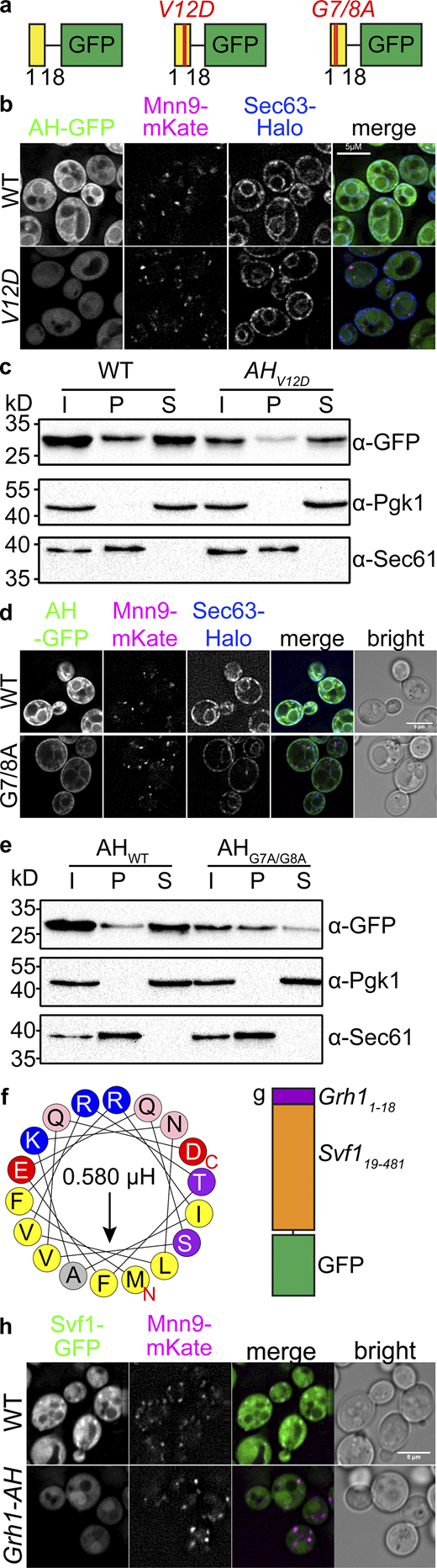 The N-terminal amphipathic helix of Svf1 targets to the ER. (a) Graphical representation of the AH of Svf1 (yellow; WT, left; V12D mutant, middle; G7A/G8A mutant, right) tagged with GFP. (b) Co-localization of the GFP tagged AH expressed from a plasmid under the control of the promoter of Svf1 (WT, upper panel; V12D, lower panel) with the organelle markers Mnn9-mKate (cis-Golgi) and Sec63-Halo (ER). Scale bar = 5 µM. (c) Western blot analysis of the WT and the V12D AH (WT and AHV12D, respectively) fused to GFP. The separation of the cell lysate (Input, I) into pellet (P) and supernatant (S) fractions shows the localization of the GFP tagged AH (WT) and AHV12D either bound to membranes (P) or cytosolic (S) detected by an α-GFP antibody. The antibodies α-Pgk1 and α-Sec61 were used as loading controls for the cytosol and membrane fractions, respectively. (d) Co-localization of the GFP tagged AH expressed from a plasmid under the control of the endogenous promoter of Svf1 (WT, upper panel; G7A/G8A, lower panel) with the organelle markers Mnn9-mKate (cis-Golgi) and Sec63-Halo (ER). Scale bar = 5 µM. (e) Western blot analysis of the WT and the G7A/G8A AH (AHWT and AHG7A/G8A, respectively) fused to GFP. The separation of the cell lysate (Input, I) into pellet (P) and supernatant (S) fractions shows the localization of the GFP tagged AHWT and AHG7A/G8A either bound to membranes (P) or cytosolic (S) detected by an α-GFP antibody. The antibodies α-Pgk1 and α-Sec61 were used as loading controls for the cytosol and membrane fractions, respectively. (f and g) Helical wheel representation of the 1–18 amino acids of Grh1 as described for Svf1 in Fig. 3 a and (g) represented in the model in purple (right), which were fused to Svf1 (19–481 aa; orange) and a C-terminal GFP tag (green). (h) Co-localization of GFP tagged Svf1 expressed from a plasmid under the control of the endogenous promoter of Svf1 with mKate tagged Mnn9 (upper panel) and the fused protein with the AH of Grh1 (1–18 aa) and Svf1 (19–481 aa) expressed from a plasmid under control of the endogenous promoter of Svf1 with mKate tagged Mnn9 (lower panel). Scale bar = 5 µM. Source data are available for this figure: SourceData F4.
