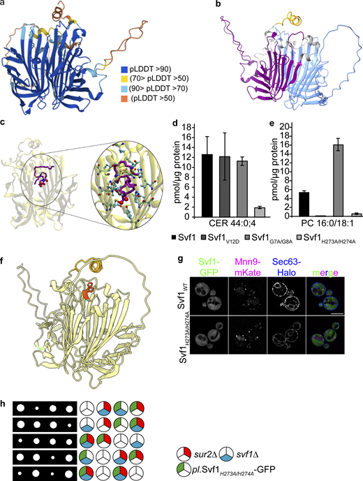 Svf1 binds ceramide in a hydrophobic pocket between its two lipocalin domains. (a) AlphaFold prediction of the structure of Svf1. AlphaFold produces a per-residue confidence score (pLDDT) between 0 and 100 according to the color code. (b) Different visualization of the predicted structure of Svf1 with its two lipocalin domains colored in blue and in purple and the N-terminal AH color coded in orange. (c) Results of the molecular docking studies. A 44:0;4 ceramide (purple) can be accommodated in the hydrophobic cleft between the two lipocalin domains. Amino acids and the ceramide headgroup are shown as balls and sticks in the enlarged view. (d and e) Targeted lipidomic analysis of ceramide 44:0;4 and (e) PC 16:0/18:1 extracted from the purified proteins. Proteins were purified via a FLAG-tag and extracts were used for chloroform methanol extraction of co-purified lipids. Lipids co-purified with Svf1-FLAG (black), Svf1V12D-FLAG (dark gray), Svf1G7AG8A-FLAG (medium gray) and Svf1H273AH274A-FLAG (light gray) are shown. Bars represent mean ± SD from four independent samples. (f) Cartoon model of the predicted structure of Svf1 with the AH helix colored in light orange and the small α-helical cap colored in dark orange. The two side chains of the histidines H273 and H274 are shown. (g) Co-localization of GFP tagged Svf1 expressed from a plasmid under control of the endogenous promoter with mKate tagged Mnn9 and Halo tagged Sec63 for the WT (upper panel) and the H273A H274A mutant (lower panel). Scale bar = 5 µM. (h) Tetrad analysis of the svf1Δpl.Svf1H273AH274A-GFP (blue and green, respectively) mutants crossed with sur2Δ (red). Source data are available for this figure: SourceData F7.
