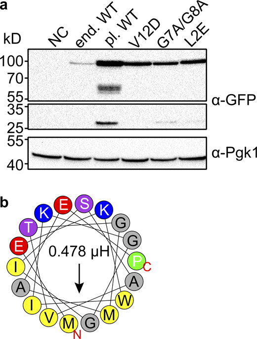 Expression levels of plasmid expressed Svf1 are slightly altered. (a) Expression levels of Svf1-GFP constructs used in this study. Equal amounts of cells were lysed and analyzed by Western blotting using antibodies against the GFP-tag or Pgk1 as a loading control. NC = negative control/ WT strain; end. WT = Svf1 GFP tagged endogenously with GFP; pl. WT = Svf1-GFP expressed under its endogenous promoter from an integrative plasmid; V12D = Svf1V12D-GFP expressed under its endogenous promoter from an integrative plasmid; G7A/G8A = Svf1G7A/G8A-GFP expressed under its endogenous promoter from an integrative plasmid; L2E = Svf1L2E-GFP expressed under its endogenous promoter from an integrative plasmid. (b) Helical wheel representation of the first 18 amino acids with the hydrophobic amino acids shown in yellow and the hydrophobic moment shown by the arrow and expressed in µH above the arrow for the L2E mutant with the exchange of the hydrophobic leucine to the charged glutamate (red). Source data are available for this figure: SourceData FS3. Refer to the image caption for details.