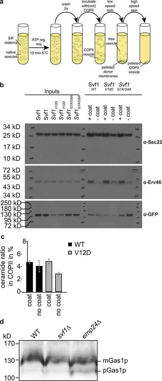 In vitro COP-II budding assays for lipidomic analysis. (a) Experimental setup of COPII budding assays. (b) Western blot analysis of COPII budding assays using antibodies against Sec22 (upper panels), Erv46 (middle panels), and GFP tagged Svf1 variants (lower panels). (c) Mass spectrometric analysis of ceramides from in vitro budded COP-II vesicles. The percentage of ceramide detected in the COPII vesicle fraction versus the sum of ceramides detected in both pelleted membranes and COPII vesicles is shown for WT Svf1 (black) and Svf1V12D (gray) for experiments with COPII coat added and without COPII coat added (n = 3). (d) Western blot analysis of Gas1 in WT, svf1Δ, and emp24Δ cells. Only in emp24Δ the pre-form of Gas1 is detected. Source data are available for this figure: SourceData FS5. Refer to the image caption for details.