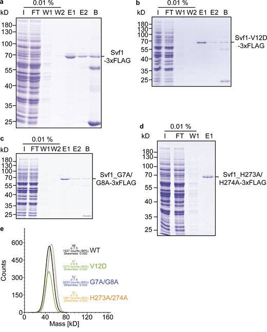 Purification of Svf1 from yeast cells. (a) Svf1-FLAG overproduced from the GAL1 promotor was purified via FLAG tag and analyzed by SDS-PAGE. I, Input; FT, flow through; W1, wash 1; W2, wash 2; E1, eluate 1; E2, eluate 2; B, beads. (b)Svf1V12D-FLAG overproduced from the GAL1 promotor was purified via FLAG tag and analyzed by SDS-PAGE. I, Input; FT, flow through; W1, wash 1; W2, wash 2; E1, eluate 1; E2, eluate 2; B, beads. (c)Svf1G7AG8A -FLAG overproduced from the GAL1 promotor was purified via FLAG tag and analyzed by SDS-PAGE. I, Input; FT, flow through; W1, wash 1; W2, wash 2; E1, eluate 1; E2, eluate 2; B, beads. (d)Svf1H273AH274A -FLAG overproduced from the GAL1 promotor was purified via FLAG tag and analyzed by SDS-PAGE. I, Input; FT, flow through; W1, wash 1; E1, eluate 1. (e) Mass photometry analysis of the purified proteins from a–d. Source data are available for this figure: SourceData FS7.
