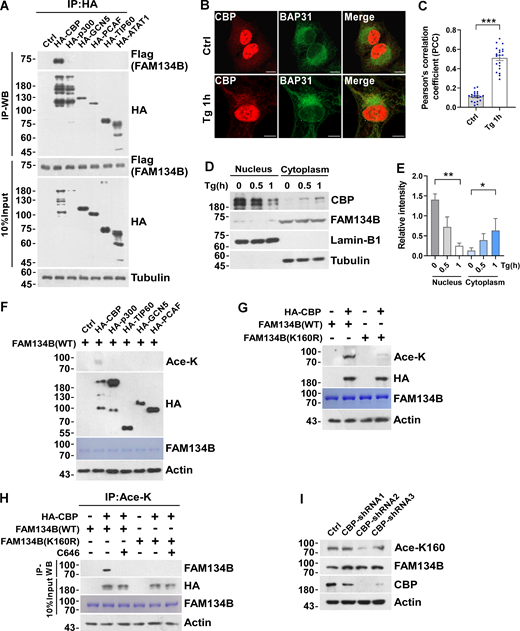 FAM134B is acetylated by CBP at K160. (A) The interaction of FAM134B with lysine acetyltransferase CBP. HA-tagged lysine acetyltransferases CBP, p300, GCN5, PCAF, TIP60, and ATAT1 were expressed individually in HEK293T cells, which simultaneously expressed FAM134B-Flag. IP was performed with anti-HA beads, which was followed by Western blot for FAM134B-Flag. The experiments were performed twice. (B and C) Endogenous CBP was translocated from nucleus to ER labeled by BAP31 upon Tg treatment (1 μM, 1 h). Scale bars, 10 µm. The colocalization was analyzed by Pearson’s correlation coefficient in C (n = 20 cells per group). Data are shown as means ± SEM and analyzed with Student’s t test (two-tailed, unpaired). ***P < 0.001. (D and E) CBP was translocated from nucleus to cytoplasm under Tg treatment. HEK293T cells treated with Tg (1 μM) for 0, 0.5, 1 h were performed with nuclear and cytoplasmic protein extraction assay. Nucleus was labeled with Lamin-B1. Cytoplasm was labeled with Tubulin. The indicated proteins were detected by Western blot. Quantification of CBP is shown in E (n = 3 experimental replicates). Data are shown as means ± SEM and analyzed with one-way ANOVA. *P < 0.05, **P < 0.01. (F) FAM134B K160 was acetylated by CBP in vitro. Recombinant protein FAM134B WT purified from E. coli was incubated with lysine acetyltransferase HA-tagged CBP, p300, TIP60, GCN5, PCAF purified from HEK293T cells in HAT buffer at 30°C for 3 h. FAM134B acetylation was analyzed by Western blot. (G) FAM134B K160 was acetylated by CBP in vitro. Recombinant protein FAM134B WT or FAM134B K160R purified from E. coil was incubated with HA-CBP purified from HEK293T cells in HAT buffer at 30°C for 3 h. FAM134B acetylation was analyzed by Western blot. (H) FAM134B K160 acetylation by CBP was abolished by CBP/p300 inhibitor C646 in vitro. Recombinant protein FAM134B WT or FAM134B K160R purified from E. coli was incubated with HA-CBP purified from HEK293T cells in HAT buffer in the presence or absence of C646 at 30°C for 3 h. FAM134B acetylation was analyzed by Western blot. (I) CBP KD downregulated K160 acetylation. HEK293T cells were transfected with control, shRNA1, shRNA2, shRNA3 targeting CBP. K160 acetylation, FAM134B, and CBP were detected by Western blot. Molecular weight measurements are in kD. Source data are available for this figure: SourceData F3. Refer to the image caption for details.
