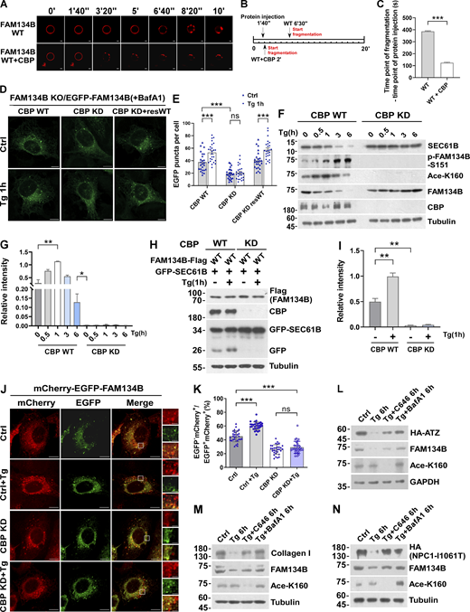 CBP is required for optimal ER-phagy under ER-stress conditions. (A–C) CBP-mediated acetylation for FAM134B is important for liposome fragmentation. Purified recombinant FAM134B protein was acetylated by CBP in vitro, followed by liposome fragmentation assay. After injecting recombinant proteins (25 μg) into the chamber (500 μl), the morphological changes of liposomes were monitored by live imaging for 20 min. The images at different time points as indicated were presented. The time required for liposome fragmentation was quantified in C (n = 3 experimental replicates). Scale bars, 10 μm. Data are shown as means ± SEM and analyzed with Student’s t test (two-tailed, unpaired). ***P < 0.001. (D and E) Overexpression of CBP enhanced FAM134B-mediated ER membrane fragmentation. FAM134B KO U2OS cells were engineered to inducibly express EGFP-FAM134B (WT) at endogenous levels. Cells were treated with Tg (1 μM, 1 h) or DMSO. Lysosomal degradation of EGFP-FAM134B was blocked by 10 nM BafA1 for 2 h. EGFP-positive puncta were quantified in E (n = 25 cells per group). Scale bars, 10 µm. Data are shown as means ± SEM and analyzed with one-way ANOVA. ***P < 0.001, ns means no significance. (F and G) ER membrane protein degradation analysis in CBP WT or KD cells. Cells were treated with Tg (1 μM) for 0, 0.5, 1, 3, 6 h. The indicated proteins were detected by Western blot. Quantification of K160 acetylation was shown in G (n = 3 experimental replicates). Data are shown as means ± SEM and analyzed with one-way ANOVA. *P < 0.05, **P < 0.01. (H and I) Lysosomal cleavage of GFP was analyzed by Western blot in CBP WT or KD cells transfected with 1.5 μg GFP-SEC61B and 0.5 μg FAM134B-Flag. Cells were treated with Tg (1 μM) for 1 h or DMSO. Quantification of cleavaged GFP is shown in I (n = 3 experimental replicates). Data are shown as means ± SEM and analyzed with one-way ANOVA. **P < 0.01. (J and K) CBP KD impaired FAM134B-mediated ER-phagy. CBP WT or KD U2OS cells transiently expressing 0.2 µg mCherry-EGFP-FAM134B (WT). MCherry-positive but EGFP-negative puncta were quantified for in K (n = 30 cells per group). Scale bars, 10 µm. The scale bars in the magnification boxes are 2 µm. Data are shown as means ± SEM and analyzed with one-way ANOVA. ***P < 0.001, ns means no significance. (L) Acetylation of FAM134B-K160 by Tg treatment promotes the degradation of ER resident protein ATZ. HEK293T cells transfected with HA-ATZ were treated with Tg (1 µM), C646 (10 µM), or BafA1 (10 nM) for 6 h. The indicated proteins were detected by Western blot. The experiments were performed twice. (M) Acetylation of FAM134B-K160 by Tg treatment promotes the degradation of collagen I. Mouse embryonic fibroblast cells were treated with Tg (1 µM), C646 (10 µM) or BafA1 (10 nM) for 6 h. The indicated proteins were detected by Western blot. The experiments were performed twice. (N) Acetylation of FAM134B-K160 by Tg treatment promotes the degradation of ER resident protein NPC1 mutant (I1061T). HEK293T cells transfected with HA-NPC1(I1061T) were treated with Tg (1 µM), C646 (10 µM), or BafA1 (10 nM) for 6 h. The indicated proteins were detected by Western blot. The experiments were performed twice. Molecular weight measurements are in kD. Source data are available for this figure: SourceData F4. Refer to the image caption for details.