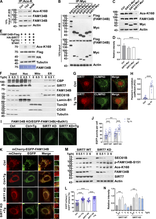 SIRT7 deacetylates FAM134B at K160 to reduce ER-phagy. (A) K160 acetylation of endogenous FAM134B increased by being treated with deacetylase inhibitor NAM (5 mM) for 12 h. IP was performed with an antibody to acetylated lysine. K160 acetylation and FAM134B were detected by Western blot (WB). (B) The interaction of FAM134B with deacetylase SIRT. Myc-tagged SIRT1, SIRT2, SIRT3, SIRT4, SIRT5, SIRT6, or SIRT7 were expressed individually in HEK293T cells, which simultaneously expressed FAM134B-Flag. IP was performed with anti-Myc magnetic beads, which was followed by Western blot for FAM134B-Flag. (C and D) K160 acetylation accelerated by SIRT7. Myc-tagged Ctrl, SIRT2, SIRT3, or SIRT7 was expressed individually in HEK293T. The indicated proteins were detected by Western blot. Quantification of K160 acetylation was shown in D (n = 3 experimental replicates). Data are shown as means ± SEM and analyzed with one-way ANOVA. ***P < 0.001. (E) FAM134B K160 deacetylation by SIRT7 in vitro. FAM134B-Flag purified from HEK293T with anti-Flag beads were incubated with HA-SIRT7 in deacetylation buffer at 37°C for 2 h. FAM134B acetylation was analyzed by Western blot. The experiments were performed twice. (F) CBP and SIRT7 were translocated from nucleus to ER under Tg treatment. HEK293T cells treated with Tg (1 μM) for 0, 0.5, 1 h were performed with ER isolation assay. ER components were labeled with SEC61B. Nucleus was labeled with Lamin-B1. Mitochondria were labeled with COXII. The indicated proteins were detected by Western blot. The experiments were performed twice. (G and H) Endogenous SIRT7 was translocated from nucleus to ER labeled by CLIMP63 upon Tg treatment (1 μM, 1 h). Scale bars, 10 µm. The colocalization was analyzed by Pearson’s correlation coefficient in H (n = 20 cells per group). Data are shown as means ± SEM and analyzed with Student’s t test (two-tailed, unpaired). ***P < 0.001. (I and J) SIRT7 KD enhanced FAM134B-mediated ER membrane fragmentation. FAM134B KO U2OS cells were engineered to inducibly express EGFP-FAM134B (WT) at endogenous levels. Cells were treated with Tg (1 μM, 1 h) or DMSO. Lysosomal degradation of EGFP-FAM134B was blocked by 10 nM BafA1 for 2 h. EGFP-positive puncta were quantified in J (n = 25 cells per group). Scale bars, 10 µm. Data are shown as means ± SEM and analyzed with one-way ANOVA. **P < 0.01, ***P < 0.001. (K and L) SIRT7 KD accelerated FAM134B-mediated ER-phagy. SIRT7 WT or KD U2OS cells transiently expressing 0.2 µg mCherry-EGFP-FAM134B (WT). MCherry-positive but EGFP-negative puncta were quantified for in L (n = 30 cells per group). Scale bars, 10 µm. The scale bars in the magnification. Data are shown as means ± SEM and analyzed with one-way ANOVA. ***P < 0.001. (M and N) ER membrane protein degradation analysis in SIRT7 WT or KD cells. Cells were treated with Tg (1 μM) for 0, 0.5, 1, 3, 6 h. The indicated proteins were detected by Western blot. Quantification of K160 acetylation was shown in N (n = 3 experimental replicates). Data are shown as means ± SEM and analyzed with one-way ANOVA. **P < 0.01. Molecular weight measurements are in kD. Source data are available for this figure: SourceData F5. Refer to the image caption for details.