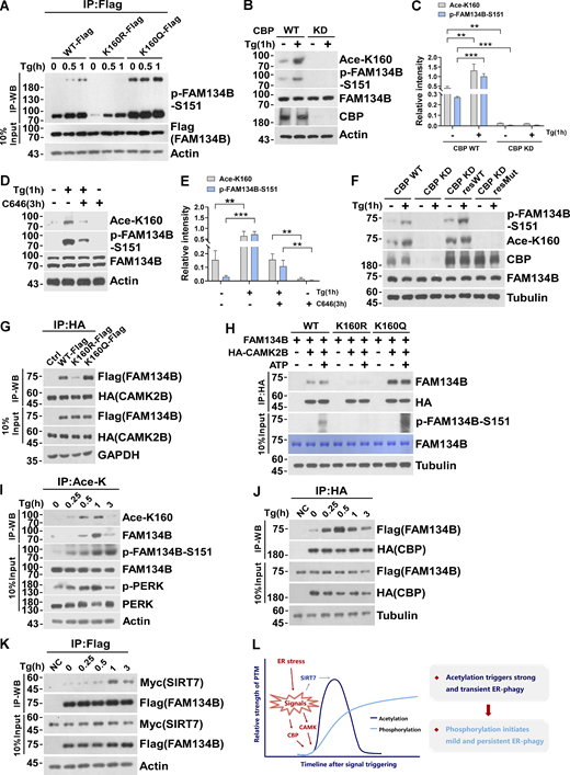 CBP-mediated acetylation facilitates FAM134B phosphorylation by CAMKII to further boost ER-phagy. (A) Mimicking permanent acetylation by K160Q enhanced S151 phosphorylation. HEK293T cells transfected with FAM134B (WT)-Flag, FAM134B (K160R)-Flag and FAM134B (K160Q)-Flag were treated with Tg (1 μM) for 0, 0.5, 1 h. IP was performed with anti-Flag beads, which was followed by Western blot (WB) for S151 phosphorylation. (B–E) CBP inhibition by small compounds or shRNA KD significantly reduced FAM134B phosphorylation at S151. Cells were treated with Tg (1 μM) for 1 h or C646 (10 μM) for 3 h. Cells were collected and analyzed for proteins as indicated by Western blot. Quantification of K160 acetylation and S151 phosphorylation is shown in C and E (n = 3 experimental replicates). Data are shown as means ± SEM and analyzed with one-way ANOVA. **P < 0.01, ***P < 0.001. (F) CBP WT instead of catalytic activity-dead mutant rescued FAM134B K160 acetylation in CBP KD cells. The indicated proteins were detected by Western blot. (G) Mimicking permanent acetylation by K160Q facilitated the interaction with CAMK2B. FAM134B (WT)-Flag, FAM134B (K160R)-Flag, and FAM134B (K160Q)-Flag were expressed individually in HEK293T cells, which simultaneously expressed HA-CAMK2B. IP was performed with anti-HA beads, which was followed by Western blot for FAM134B-Flag. The experiments were performed twice. (H) FAM134B K160 acetylation promotes S151 phosphorylation. Purified recombinant FAM134B proteins were pulled down by HA-CAMK2B which purified from HEK293T cells. In vitro kinase assay was performed. The mixture was incubated with 400 µM ATP and 1× CAMK2B kinase buffer at 30°C for 10 min. The indicated proteins were detected by Western blot. (I) Dynamic K160 acetylation and S151 phosphorylation of FAM134B. HEK293T cells were treated with Tg (1 μM) for different time points as indicated and BafA1 (10 nM) to block degradation. IP was performed with an antibody to acetylated lysine. The indicated proteins were detected by Western blot. (J) Measurement of interaction between HA-CBP and FAM134B-Flag by Western blot in HEK293T cells treated with 1 μM of Tg for different time points or DMSO as indicated in the presence of BafA1 (10 nM). The experiments were performed twice. (K) Measurement of interaction between SIRT7-Myc and FAM134B-Flag by Western blot in HEK293T cells treated with 1 μM of Tg for different time points or DMSO as indicated in the presence of BafA1 (10 nM). The experiments were performed twice. (L) Schematic representation of dynamic acetylation and phosphorylation of FAM134B to cope with ER stress. Molecular weight measurements are in kD. Source data are available for this figure: SourceData F6. Refer to the image caption for details.
