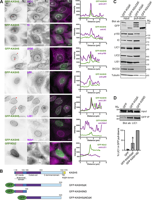 Recruitment of dynein, dynactin, and LIS1 to KASH5 in HeLa cells. (A) A stable HeLa cell line inducibly expressing GFP-KASH5 (green) was labeled with antibodies against dynein IC and LIC1, dynactin p150 and p50, LIS1, and Nde1 (magenta) and imaged on a DeltaVision microscope. Images are z-projections of deconvolved image stacks. The bottom panel shows the transient expression of GFP-N2α2 in green and labeling with anti-LIC1 in magenta, with undeconvolved wide-field images. Arrowheads point out the location of centrosomes, full arrows show creases in the NE, and asterisks mark cytoplasmic accumulations of GFP-KASH5. Thin white lines on color merge images show where a line scan plot was performed, shown on the right. Scale bars = 10 μm. (B) Schematic showing KASH5 and the constructs used. For some experiments, the GFP was replaced with an HA tag. (C) Dynein, dynactin, and LIS1 are recruited to KASH5 as shown by GFP-Trap pull-downs. HeLaM cells were transiently transfected with GFP-KASH5ΔK or GFP-N2α2ΔK. The pull-downs and inputs (1.5% of total lysate) were probed with antibodies against GFP, p150, IC, LIC1, LIC2, LIS1, BICD2, and α-tubulin. Molecular weight markers are shown. Quantitation of the blot is given in Table S1. (D) The KASH5 N-terminal EF-hand domain is sufficient to recruit dynein. Lysates of HeLaM cells expressing GFP, GFP-KASH5ΔK (GFP-K5ΔK), or GFP-KASH5 N terminus (GFP-K5ND) were isolated by GFP-trap and probed for LIC1 by immunoblotting. The input is 15% of the GFP-trap sample. The graph shows the quantitation of LIC1 levels in pull-downs (n = 3 independent experiments), normalized to GFP-K5ND. Error bars denote SD. Source data are available for this figure: SourceData F1.