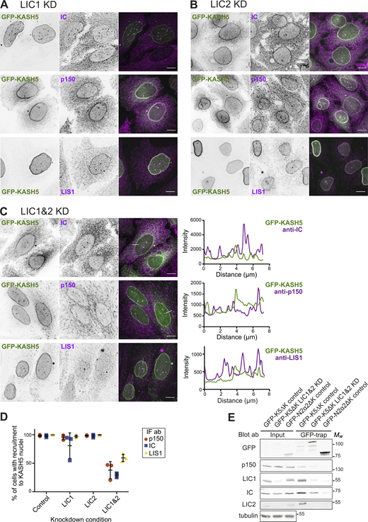 Dynein is recruited to KASH5 via either LIC1 or 2. (A–D) HeLa cells stably expressing GFP-KASH5 (green) were depleted of LIC1 (A), LIC2 (B), or both LIC1 and 2 (C) using 10 nM of each siRNA for 72 h, then fixed, and labeled with antibodies against IC, dynactin p150, or LIS1 (magenta). Thin white lines show where a line scan plot was performed on LIC1 and 2 depleted cells, shown on the right. Images were taken on a DeltaVision microscope and z-stack projections of deconvolved images are shown. Scale bars = 10 μm. (D) LIC-depleted cells were scored in a binary fashion for recruitment of IC, p150, or LIS1 to KASH5. The mean and standard deviation of each condition are shown. The experiment was repeated three times, with 300 cells scored for each condition in each experiment. (E) HeLaM cells were depleted with siRNA against both LICs together (10 nM each) or with control siRNAs. 48 h into the knockdown, cells were transfected with either GFP-KASH5ΔK or GFP-N2α2ΔK. The following day cells were lysed and a GFP trap was performed. Input and pull-downs were immunoblotted with antibodies against GFP, p150, LIC1, LIC2, IC, and α-tubulin. The input was 1.5% of the total cell lysate. Molecular weight markers are shown on the right. Quantitation of the blot is given in Table S1. Source data are available for this figure: SourceData F3.