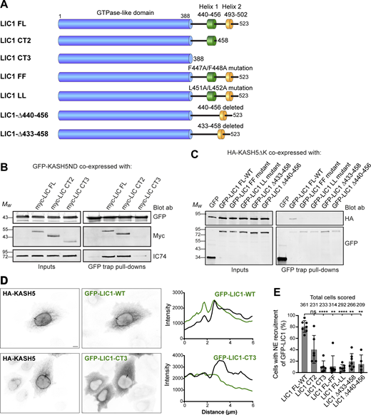 KASH5-LIC1 interactions require LIC1 helix 1. (A) Schematic of LIC1 showing the GTPase-like domain that is highly conserved between LICs, and a less well conserved C terminal domain containing helix 1 (440–456) and helix 2 (493–502). The constructs used are: truncations lacking helix 2 (LIC1 CT2) or both helix 1 and helix 2 (LIC1 CT3); point mutations within Helix 1 (FF: F447A/F448A and LL: L451A/L452A); helix 1 deletions (Δ440–456 and Δ433–458). (B and C) HeLaM cells were depleted of both LICs by siRNAs for 48 h, then cotransfected, and incubated for a further 24 h with Myc-tagged LIC1 constructs and GFP-KASH5ND or GFP as a control (B) or GFP-LIC1 constructs and HA-KASH5ΔK (C). Cell lysates were incubated with GFP-trap beads and then analyzed by SDS-PAGE and immunoblotting with antibodies to GFP, myc, and IC (IC74) to detect native dynein, as indicated. The input is 15% of the GFP-trap sample. Quantitation of myc-LIC1 pull-down efficiency (B) with GFP-KASH5ND vs. myc-LIC1-FL was 177% for LIC1-CT2 and 8.0% for LIC1-CT3 (n = 2). Quantitation of HA-KASH5DK pull-down efficiency (C) vs. GFP-LIC1-WT was 3.9 ± 3% for LIC1-FF, 3.3 ± 4.9% for LIC1Δ433-458 and 1.9 ± 2.1% for LIC1Δ440-456 (± SD, n = 3) and 3.1% for LIC1-LL (n = 2). (D and E) HeLaM cells were co-transfected with GFP-tagged LIC1 constructs, HA-KASH5, and myc-SUN2 for ∼18 h, then fixed, and labeled with antibodies to HA, GFP, and myc (not shown) and imaged by wide-field microscopy. Cells with strong enrichment of KASH5 and SUN2 at the NE were scored for the presence or absence of GFP at the NE without knowing the identity of the LIC1 construct expressed (see Materials and methods). (D) Example wide-field images with line scans (black lines on the images): GFP-LIC1 constructs shown in green, HA-KASH5 in black. GFP-LIC1-WT is recruited to HA-KASH5 (top panels) whereas GFP-LIC1-CT3 is not (bottom panels). Scale bar = 10 µm. (E) Recruitment of GFP-LIC1 proteins to the NE was scored in a binary fashion from five to seven experiments with 25–82 cells scored per experiment per construct. The mean ± SD is plotted, and the total number of cells scored for each condition is shown above the line. A mixed effects analysis was performed (see Materials and methods) with Tukey’s multiple comparison test to compare GFP-LIC1 FL recruitment vs. all others (P ≤ 0.0001 = ****, ≤0.001 = ***, ≤0.01 = **). No other comparisons gave significant P values. Source data are available for this figure: SourceData F4.