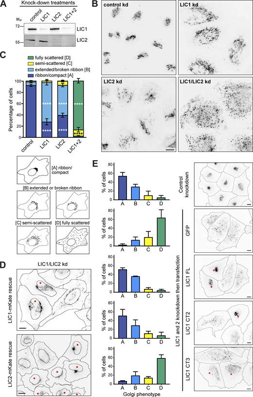 LICs 1 and 2 act redundantly in Golgi apparatus positioning, with helix 1 being essential. (A–C) HeLaM cells were depleted of LIC1, LIC2, or both LICs using 5 nM siRNA for each subunit, then analyzed by immunoblotting of lysates with antibodies to LIC1 and 2 (A) or fixed and labeled with antibodies to GM130 and imaged on a DeltaVision microscope to reveal the Golgi apparatus (B). Z-projections of deconvolved images stacks are shown. Quantitation of knock-down efficiency is shown in Fig. S2 C. (C) Golgi morphology was scored manually for 100 cells per condition in three independent experiments. Mean ± SD values are plotted. Statistical analysis was performed using multinomial logistic regression (see Table S2 for full results): comparisons vs. control samples are shown on the graph (P ≤ 0.0001 = ****). (D and E) HeLaM cells were depleted of both LICs and then transfected with RNAi-resistant LIC1-mKate or LIC2-mKate (D) or GFP-LIC1-FL, GFP-LIC1-CT2, GFP-LIC1-CT3, and GFP constructs (E). Cells treated with control siRNAs and transfected with GFP were used as controls. GM130 labeling was used to reveal Golgi apparatus morphology (wide-field images: asterisks mark cells expressing the constructs). Golgi morphology was scored for ∼100 cells per experimental condition in three independent experiments (E). Mean ± SD values are plotted. GFP and GFP-LIC1-CT3 rescue data are significantly different to control knockdown (P ≤ 0.0001), whereas rescue with GFP-LIC1-FL or GFP-LIC1-CT2 is not (multinomial logistic regression, see Table S2). All scale bars = 10 µm. Source data are available for this figure: SourceData F5.