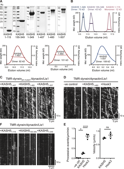 KASH5 is an activating adaptor for dynein motility in vitro. (A) SDS-PAGE and Coomassie blue staining of purified bacterially expressed KASH5 truncations. KASH51-115 contains the EF hands; KASH5155-349 consists of only the coiled coil; KASH51-349 is the EF-hand plus coiled coil; KASH51-407, KASH51-460, and KASH51-507 all contain the EF hands, coiled coil, and additional sequence. (B) SEC-MALS analysis of purified KASH5 truncations, showing the measured Mw. The predicted dimeric Mw values are: KASH51-407, 92 kDa; KASH51-460, 103 kDa; and KASH51-507, 114 kDa. (C) Purified baculovirus-expressed recombinant dynein containing a heavy chain R1567E/K1610E mutant that cannot form the inhibited Phi conformation, LIS1, and porcine brain dynactin were combined with KASH51-407, KASH51-460, or KASH51-507 and motility of individual 6-carboxytetramethylrhodamine-labeled dynein molecules along microtubules was visualized using TIRF microscopy and displayed as kymographs. (D) Motility of wild-type recombinant dynein, LIS1, and dynactin in the presence or absence of KASH51-460, with the activating adaptor Hook31-522 as a positive control. (E) Analysis of motility from D. Left panel: the number of processive events per µm microtubule per minute was determined from kymographs in a blinded fashion for all three conditions in three technical replicates, with the mean ± SD plotted. The total number of movements analyzed were 2066 for Hook3, 339 for KASH5, and 34 for the no additional control. Significance was determined using ANOVA with Tukey’s multiple comparison (ns = not significant, * = P ≤ 0.05, **** = P ≤ 0.0001). Right panel: the mean velocity of processive dynein movements from the KASH51-406 and Hook31-522 data are plotted (± SD, n = 3 replicates). (F) Kymographs of 6-carboxytetramethylrhodamine-labeled wild-type dynein molecules combined with LIS1, dynactin, and KASH51-115, KASH5155-349, or KASH51-349. Source data are available for this figure: SourceData F7. Refer to the image caption for details.