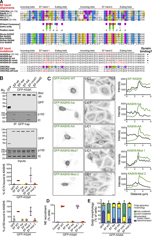 KASH5’s EF-hand is critical for dynein and dynactin complex assembly. (A) Top: Sequence comparison between human KASH5 and other dynein adaptors containing EF-hands, and between KASH5 proteins from different species. The EF-hand consensus sequence is shown, along with position nomenclature (Grabarek, 2006). Bottom: Mutations generated in KASH5 EF-hands (altered amino acids shown in red), along with published mutations in the calcium-dependent dynein adaptor CRACR2a (Wang et al., 2019). Summary of KASH5 mutant dynein-binding activity, as indicated by + or − symbols. (B) GFP-trap immunoprecipitates from cells expressing GFP-hKASH5∆K, GFP-hKASH5∆K EF hand mutants, or GFP, probed with antibodies to GFP, dynein IC, and dynactin p150. Quantitation of IC and p150 levels normalized to GFP-LIC1-WT levels (n = 3 experiments) is plotted graphically below. (C and D) HeLaM cells were transiently transfected with GFP-KASH5-WT or EF hand mutants along with HA-SUN1 (not shown). Cells were fixed and labeled with antibodies against endogenous dynein LIC1 and GFP. (C) Line scans (black lines on the images) were performed and are shown on the right: LIC1 shown in black, GFP-KASH5 in green. Wide-field imaging; scale bar = 10 µm. (D) The samples were scored for dynein recruitment (see Materials and methods; 100 cells per condition, in each of three independent repeats). (E) GFP-tagged KASH5∆K, GFP-KASH∆K EF-hand mutants, or GFP were expressed in HeLaM cells then fixed and labeled with antibodies to GFP and GM130 then scored for Golgi apparatus morphology in a blinded fashion (100 cells per condition, in each of three independent repeats). All graphs show mean values ± SD. Statistical analysis is given in Table S3. Source data are available for this figure: SourceData F8.