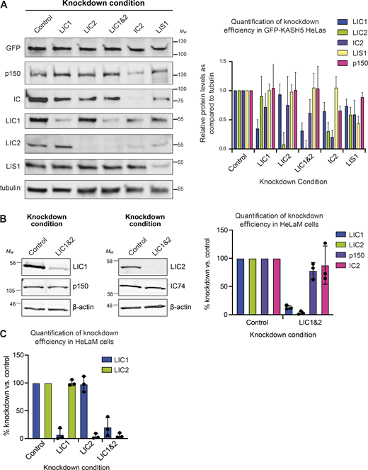 Immunoblot analysis demonstrating depletion of targets by RNAi. (A) HeLa cells stably expressing inducible GFP-KASH5 were depleted of various dynein subunits or LIS1 using 20 nM siRNAs against the following targets: Control (Sc), LIC1, LIC2, LIC1&2, IC2, and LIS1. Representative Western blots of cell lysates of knockdown cells are shown. Blots were probed with antibodies against GFP, p150, IC, LIC1, LIC2, LIS1, and α-tubulin. Molecular weight markers are shown on the right. Knockdown efficiency was analyzed by quantification of blots using Image Studio software, with correction for protein loading using the anti-tubulin signal. Experiments were repeated four times alongside immunofluorescence experiments. Error bars represent SD. (B) Immunoblotting of HeLaM cells depleted with 5 nM each of LIC1 and LIC2 duplexes, or 10 nM control duplexes, for 72 h. Blots were probed with antibodies to dynein LIC1, LIC2, IC (IC74), and dynactin p150. The mean efficiency of knockdowns (±SD) was analyzed as above, for n = 3 independent experiments. (C) Quantitation of siRNA efficiency for LICs individually and together, in HeLaM cells (n = 3, ± SD), including the data depicted in Fig. 5 A. Source data are available for this figure: SourceData FS2.