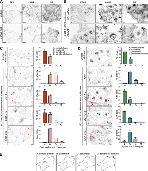LICs 1 and 2 act redundantly in endocytic organelle positioning, with helix 1 being essential. (A) HeLaM cells were depleted of Lamin A/C or LIC 1 and 2 using 5 nM of each siRNA duplex and stained for organelle markers (EEA1, early endosomes; LAMP1, lysosomes; TfR, recycling endosomes). (B) LIC-depleted cells were transfected with siRNA-resistant LIC1-mKate or LIC2-GFP and antibody labeled. The boxed region in the LAMP1 image is shown at two different focal planes. Asterisks mark transfected cells. (C and D) LIC-depleted cells were transfected with GFP-LIC1 FL, CT2, CT3, or GFP. Asterisks mark transfected cells. Control knockdown cells were not transfected. Cells were labeled with anti-EEA1 (C) or anti-LAMP1 (D). All images are wide-field. Scale bars = 10 μm. (E) Early endosome and lysosome position phenotypes were scored as outlined in (E), with ∼100 cells per condition, repeated in three independent experiments, with means ± SD plotted. GFP and GFP-LIC1-CT3 rescue data are significantly different to control knockdown (P ≤ 0.0001), whereas rescue with GFP-LIC1-FL or GFP-LIC1-CT2 are not (multinomial logistic regression, see Table S4).