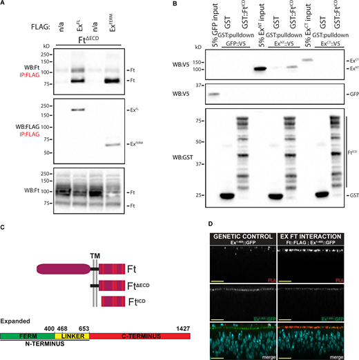 Ft and Ex directly bind in vitro and interact at apicolateral regions in vivo. (A) FtΔECD interacts with ExFL and ExFERM. S2R+ cell expression and IP of FLAG-tagged ExFL or ExFERM in the presence of FtΔECD, compared to FLAG-bead controls. Ft presents as multiple bands due to proteolytic processing (Feng and Irvine, 2009; Sopko et al., 2009). n/a indicates no Flag-tagged protein added. (B) FtICD directly binds ExNT. In vitro transcribed and translated GFP as a control, ExNT and ExCT were incubated with bacterially expressed and purified GST alone or GST::FtICD and subjected to GST-purification. The expression and presence of proteins was analyzed by immunoblotting with the indicated antibodies. (C) Schematic representation of Ft, FtΔECD and FtICD and Ex protein. Red dashes within the Ft ICD represent the conserved regions A–F. (D) Ft and Ex interact at apical membrane in vivo. Transverse confocal micrographs of third instar imaginal discs expressing ubi-Ex1-468::GFP subjected to anti-FLAG and anti-GFP PLA. Genetic control expresses only ubi-Ex1-468::GFP with wild-type Ft, and the Ex::Ft interaction condition expresses ft::FLAG at the endogenous locus and ubi-Ex1-468::GFP. Ex1-468::GFP is observed by direct fluorescence of GFP (gray or green in merge), PLA signal (gray or red in merge) marks interaction loci, and Hoechst (cyan in merge) marks nuclei. Sections are orientated apical up. Scale bars are 10 µm. WB, Western blot. Source data are available for this figure: SourceData F2.