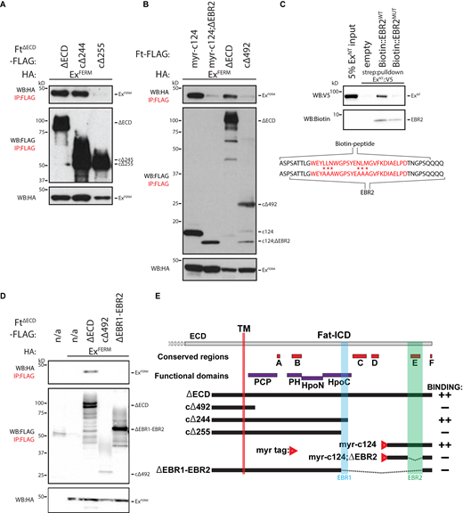 Identification of EBRs within the Ft ICD. (A) Identification of EBR1 in the Ft ICD. HEK293 cell expression and IP of indicated FLAG-tagged FtΔECD constructs in the presence of ExFERM. (B) Identification of EBR2 in the Ft ICD. HEK293 cell expression and IP of indicated FLAG-tagged FtΔECD or FLAG- and myristoyl-tagged constructs in the presence of ExFERM. (C) EBR2 directly binds ExNT. In vitro transcribed and translated ExNT was incubated alone or with biotin-tagged EBR2WT or EBR2MUT peptide (sequences indicated—mutant peptide containing six alanine substitutions) and subjected to streptavidin-purification. EBR2 sequence defined by co-IP and the conserved E region (highlighted in red) are also indicated. (D) Identification of the Ex interacting region of the Ft ICD. HEK293 cell expression and IP of indicated FLAG-tagged FtΔECD constructs in the presence of ExFERM compared to FLAG-bead controls. The expression and presence of proteins was analyzed by immunoblotting with the indicated antibodies. Ft presents as multiple bands due to proteolytic processing (Feng and Irvine, 2009; Sopko et al., 2009). n/a indicates no Flag-tagged protein added. (E) Graphical scheme highlighting the Ft constructs used in the figure. In addition, the transmembrane domain (TM), EBR1, EBR2, and established conserved and function domains of the Ft ICD are depicted. In binding column: “++” denotes constructs that interact strongly to ExFERM and “−” denotes no interaction with ExFERM. WB, Western blot. Source data are available for this figure: SourceData F3. Refer to the image caption for details.
