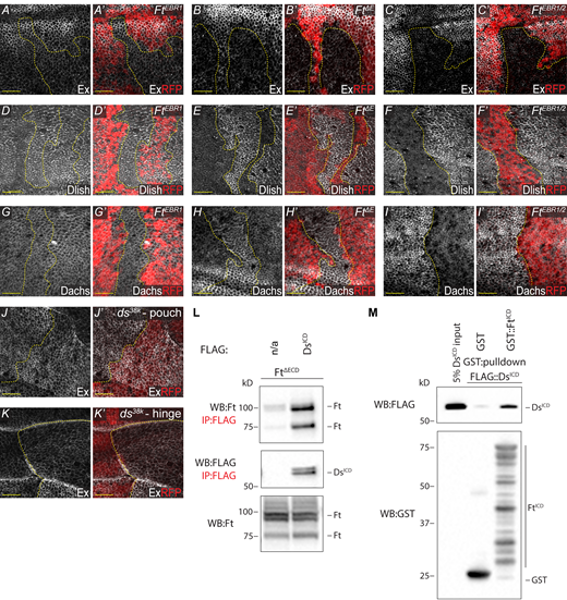 EBR clonal analysis and Ft–Ds interaction. (A–C′)ftΔE and ftEBR1/2 cause a reduction of apical Ex, unlike ftEBR1. XY confocal micrographs third instar wing imaginal discs containing ftEBR1 (A and A′), ftΔE (B and B′), and ftEBR1/2 (C and C′) mutant clones (marked by absence of RFP shown in red) with Ex staining (shown in gray). (D–I′)ftΔE and ftEBR1/2 cause an increase of apical Dlish and Dachs, unlike ftEBR1. XY confocal micrographs third instar wing imaginal discs containing ftEBR1 (D, D′, G, and G′), ftΔE (E, E′, H, and H′) and ftEBR1/2 (F, F′, I, and I′) mutant clones (marked by absence of RFP shown in red) with Dlish (D–F′) or Dachs (G–I′) staining (shown in gray). (J–K′) Loss of ds subtly increases Ex. XY confocal micrographs of the same third instar wing imaginal disc showing the pouch (J and J′) and the hinge (K and K′) containing ds38K mutant clones (marked by absence of RFP shown in red) with Ex staining (shown in gray). All XY images are orientated as dorsal up. Clonal boundaries are marked by yellow dotted lines. Scale bars are 10 µm. (L) FtΔECD interacts with DsICD. S2R+ cell expression and IP of FLAG-tagged DsICD in the presence of FtΔECD, compared to FLAG-bead controls. Ft presents as multiple bands due to proteolytic processing (Feng and Irvine, 2009; Sopko et al., 2009). (M) FtICD directly binds DsICD. In vitro transcribed and translated DsICD was incubated with bacterially expressed and purified GST alone or GST::FtICD and subjected to GST-purification. The expression and presence of proteins was analyzed by immunoblotting with the indicated antibodies. WB, Western blot. Source data are available for this figure: SourceData F5.