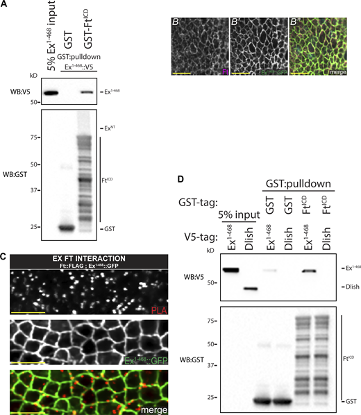 Ft and Ex directly bind at the apical membrane. (A) FtICD directly binds Ex1-468. In vitro transcribed and translated Ex1-468 was incubated with bacterially expressed and purified GST alone or GST::FtICD and subjected to GST-purification. (B–B′′) High-resolution colocalization of Ex1-468 and Ft. XY confocal micrograph of third instar wing imaginal discs stained with Ft (mauve in B′′) with direct fluorescence of Ex1-468::GFP (green in B′′). (C) Ft and Ex interact at apical membrane in vivo. XY confocal micrographs of third instar imaginal discs expressing ubi-Ex1-468::GFP subjected to anti-FLAG and anti-GFP PLA. Ex::Ft interaction condition expresses ft::FLAG at the endogenous locus and ubi-Ex1-468::GFP. Ex1-468::GFP is observed by direct fluorescence of GFP (gray or green in merge), PLA signal (gray or red in merge) marks interaction loci, which overlap with Ex signal. Images were denoised, scale bar is 2 µm. (D) FtICD does not directly binds Dlish. In vitro transcribed and translated Ex1-468 (as a positive control) and Dlish were incubated with bacterially expressed and purified GST alone or GST::FtICD and subjected to GST-purification. The expression and presence of proteins was analyzed by immunoblotting with the indicated antibodies. WB, Western blot. Source data are available for this figure: SourceData FS2.