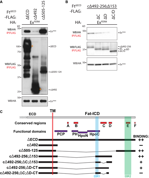 Identification of EBRs within the FtICD. (A) Identification of EBR2 in the Ft ICD. HEK293 cell expression and IP of indicated FLAG-tagged FtΔECD constructs in the presence of ExFERM. (B) Ft conserved C and D regions affect interaction with Ex. HEK293 cell expression and IP of indicated FLAG-tagged FtΔECD constructs in the presence of ExFERM. The expression and presence of proteins was analyzed by immunoblotting with the indicated antibodies. Ft presents as multiple bands due to proteolytic processing (Feng and Irvine, 2009; Sopko et al., 2009). (C) Graphical scheme highlighting the Ft constructs used in the figure. In addition, the transmembrane domain (TM), EBR1, EBR2, and established conserved and function domains of the Ft ICD are depicted. In binding column: “++” denotes constructs that interact strongly to ExFERM, “+” denotes weak interaction with ExFERM, and “−” denotes no interaction with ExFERM. WB, Western blot. Source data are available for this figure: SourceData FS3. Refer to the image caption for details.