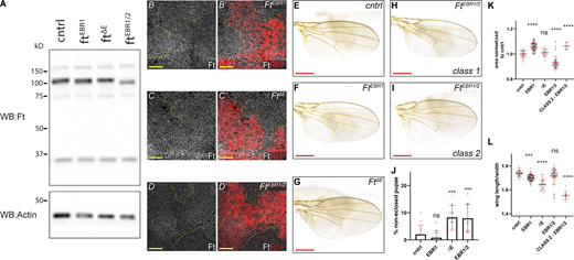 EBRs are required in vivo for regulation of tissue growth. (A) EBR deletion does not affect Ft levels. Immunoblot of trans-heterozygous EBR allele L3 wing discs. Compared to cntrl (ft::FLAG), there is no change in Ft levels in the EBR alleles. Proteins were analyzed by immunoblotting with the indicated antibodies. Actin was used as a loading control. Ft presents as multiple bands due to proteolytic processing (Feng and Irvine, 2009; Sopko et al., 2009). (B–D′) EBR deletion does not affect Ft levels or localization. XY confocal micrographs third instar wing imaginal discs containing of ftEBR1 (B and B′), ftΔE (C and C′), or ftEBR1/2 (D and D′) mutant clones (marked by absence of RFP shown in red) with Ft staining (shown in gray). XY images are orientated as dorsal up. Clonal boundaries are marked by yellow dotted lines. Scale bars are 10 µm. (E–I) Effect of trans-heterozygous EBR deletion on adult wing phenotypes. Phenotype of control (cntrl)—ft::FLAG (E), ftEBR1 (F), ftΔE (G), bulk ftEBR1/2 (class 1; H), or ftEBR1/2 (class 2; I) wings. Scale bars are 500 µm. (J) Quantification of pupal lethality in trans-heterozygous EBR animals. Compared to cntrl (ft::FLAG) wings, ftΔE and ftEBR1/2 cause a significant increase in pupal lethality. Data points indicate one vial of ∼30 pupae, with number of vials ≥10 per genotype, with mean and SD represented. ***P < 0.005 using one-way ANOVA with a Dunnett’s post-hoc test compared to the ft::FLAG control. ns denotes non-significant. (K) Quantification of adult wing size in trans-heterozygous EBR flies. Data are normalized against the mean of the cntrl (ft::FLAG). ftEBR1 causes significant overgrowth. ftEBR1/2 class 2 flies are isolated from the bulk ftEBR1/2 to indicate the significant overgrowth. Data points indicate an individual wing (n ≥ 38 per genotype, class 2 flies n = 9), with mean and SD represented. ****P < 0.0001 using one-way ANOVA with a Dunnet’s post-hoc test compared to cntrl. ns denotes non-significant. (L) Quantification of adult wing roundness in trans-heterozygous EBR flies. Shape was determined by the ratio of wing length verses width. Data are normalized against the mean of the cntrl (ft::FLAG). ftEBR1 and ftΔE are significantly rounder than cntrl. ftEBR1/2 class 2 flies are isolated from the bulk ftEBR1/2 to indicate the significant increase in roundness. Data points indicate an individual wing (n ≥ 38 per genotype, class 2 flies n = 9), with mean and SD represented. ***P = 0.0004 and ****P < 0.0001 using one-way ANOVA with a Dunnet’s post-hoc test compared to cntrl. ns denotes non-significant. WB, Western blot. Source data are available for this figure: SourceData FS4.