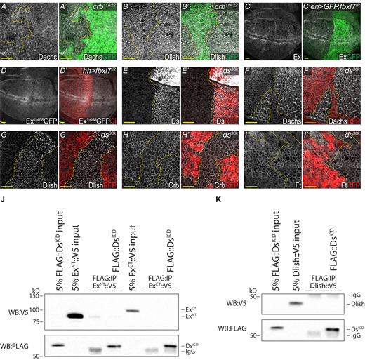 Analysis of crh, fbxl7, and ds phenotypes and Ds binding. (A–B′) Loss of Crb has no effect on Dachs and Dlish. XY confocal micrographs of third instar wing imaginal discs containing crb11A22 mutant clones (marked by absence of GFP shown in green) with Dachs staining (A and A′—shown in gray) and Dlish staining (B and B′—shown in gray). (C and C′) RNAi-mediated knockdown of Fbxl7 has no effect on Ex. XY confocal micrographs of third instar wing imaginal discs where en-Gal4 was used to drive expression of UAS-Dicer2,UAS-GFP,UAS-fbxl7IR with Ex staining (shown in gray). GFP marks the Gal4 positive posterior compartment (shown in green). (D and D′) RNAi-mediated knockdown of Fbxl7 has no effect on ubi-Ex1-468::GFP. XY confocal micrographs of third instar wing imaginal discs where hh-Gal4 was used to drive expression of UAS-fbxl7IR with direct GFP fluorescence representing ubi-Ex1-468::GFP (shown in gray). Cubitus Interruptus (Ci) staining marks the Gal4 negative anterior compartment (shown in red). (E and E′) Validation of ds38k as a protein null. XY confocal micrographs of third instar wing imaginal discs containing ds38k mutant clones (marked by absence of RFP shown in red) with Ds staining (shown in gray). (F–G′) Loss of ds dramatically increases apical Dachs and Dlish. XY confocal micrographs third instar wing imaginal discs containing ds38k mutant clones (marked by absence of RFP shown in red) with Dachs staining (F and F′, shown in gray) and Dlish staining (G and G′, shown in gray). (H and H′) Loss of ds has no effect on Crb. XY confocal micrographs third instar wing imaginal discs containing ds38k mutant clones (marked by absence of RFP shown in red) with Crb staining (shown in gray). (I and I′) Loss of ds has a minimal effect on Ft in the pouch. XY confocal micrographs third instar wing imaginal discs containing ds38k mutant clones (marked by absence of RFP shown in red) with Ft staining (shown in gray). All XY images are orientated as dorsal up. Clonal boundaries are marked by yellow dotted lines. Scale bars are 10 µm. (J) DsICD does not bind to ExNT or ExCT. In vitro transcribed and translated ExNT or ExCT were incubated alone or with in vitro transcribed and translated DsICD and subjected to FLAG-IP. (K) DsICD does not bind to Dlish. In vitro transcribed and translated Dlish was incubated alone or with in vitro transcribed and translated DsICD and subjected to FLAG-IP. The expression and presence of proteins was analyzed by immunoblotting with the indicated antibodies. WB, Western blot. Source data are available for this figure: SourceData FS5.