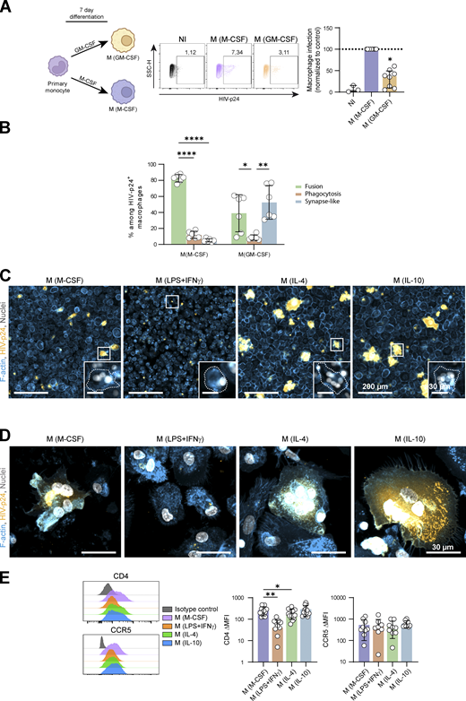 Related toFig. 3. (A and B) Analysis of infection of MDMs differentiated with M-CSF (M(M-CSF)) or GM-CSF (M(GM-CSF)) for 7 d, after a 24 h-co-culture with uninfected (NI) or infected Jurkat cells. (A) Left: Experimental design. Middle: Representative dot plots of HIV-1 p24 signals and gating strategy for selection of infected MDMs. Right: Quantification of the % of HIV-1-p24 + MDMs, normalized to M(M-CSF) condition (n = 8 donors, median ± interquartile range). (B) Quantification of the three mechanisms of HIV-1 transfer from infected Jurkat cells to polarized MDMs (as characterized in Fig.S1, C–E) among infected MDMs (n = 6 donors, mean ± SD). (C) Representative mosaic images of microscopy analysis of polarized (M(M-CSF), M(LPS+IFNγ), M(IL-4)) or M(IL-10) as in Fig. 3 A) MDM infection after a 24 h-co-culture with infected Jurkat cells. F-actin (blue), HIV-p24 (yellow), and nuclei (DAPI, gray). Inserts show magnifications of the white squares. Scale bars, 200 and 30 µm. (D) Representative microscopy images of polarized MDM infection after a 24 h-co-culture with infected autologous primary CD4+ T cells. F-actin (blue), HIV-p24 (yellow) and nuclei (DAPI, gray). Scale bars, 30 µm. (E) Expression levels of CD4 and CCR5 at the surface of polarized MDMs by flow cytometry. Left: Representative profiles. Right: Quantification expressed as ΔMFI (n = 8 to 10 donors, mean ± SD). Statistical analyses: Multiple comparison test (A) Kruskal-Wallis and Dunn’s, (B) two-way Anova and Tukey, and (E) one-way Anova and Tukey. * P ≤ 0.05; ** P ≤ 0.01; **** P ≤ 0.0001. Source data are available for this figure: SourceData FS5.