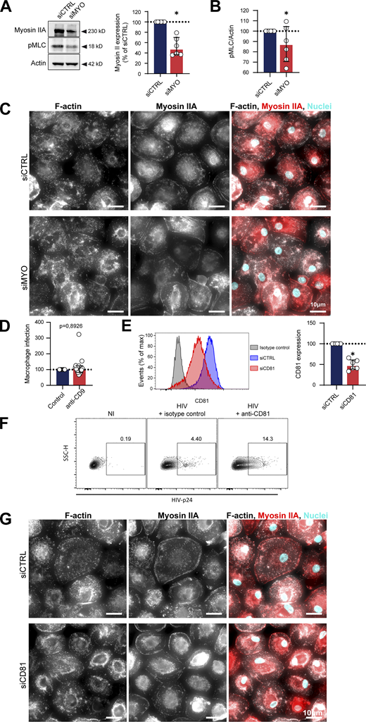 Related toFigs. 4 and 5. (A–C) Related to Fig. 4. (A) Analysis of Myosin expression and MLC phosphorylation by Western blot: MDMs were transfected with non-targeting siRNA (siCTRL) or targeting Myosin IIA (siMYO). Left: Representative images of Western blot analysis of the expression of Myosin IIA (top) and p-MLC (middle), with actin as loading control (bottom). Right: Quantification of Myosin IIA/actin, normalized to the siRNA control condition (n = 6 donors, median ± interquartile range). (B) Quantification of p-MLC/actin, normalized to the siCTRL condition (n = 6 donors, median ± interquartile range). (C) Representative images of actomyosin cytoskeleton of MDMs treated with siCTL or siMYO. F-actin (phalloidin, gray), Myosin IIA (red), and nuclei (DAPI, cyan). Scale bars, 10 µm. (D–G) Related to Fig. 5. (D) Quantification by flow cytometry of infection of MDMs incubated with isotype control (Control) or antibody targeting CD9 (anti-CD9) and co-cultured with infected Jurkat cells, normalized to the isotype control condition (n = 10 donors, median ± interquartile range). (E) Analysis of CD81 depletion by flow cytometry: MDMs were transfected with non-targeting siRNA (siCTRL) or targeting CD81 (siCD81). Left: Representative dot plot of CD81 signals. Right: Quantification of CD81 expression, normalized to the siCTRL condition (n = 6 donors, mean ± SD). (F) Flow cytometry analysis of alveolar macrophages infection after a 24 h-co-culture with uninfected Jurkat cells (NI) or Jurkat cells infected for 2 d in presence of anti-CD81 antibody or corresponding isotype control. Representative dot plots of HIV-p24 signals and gating strategy for selection of infected cells. See quantification in Fig. 5 D. (G) Representative images of actomyosin cytoskeleton of MDMs treated with siCTL or siCD81. F-actin (phalloidin, gray), Myosin IIA (red), and nuclei (DAPI, cyan). (G) This image comes from a mosaic (stitched together by the microscope). Scale bars, 10 µm. Statistical analyses: (A, B, and D) Wilcoxon test and (E) Paired t test. * P ≤ 0.05. Source data are available for this figure: SourceData FS7.