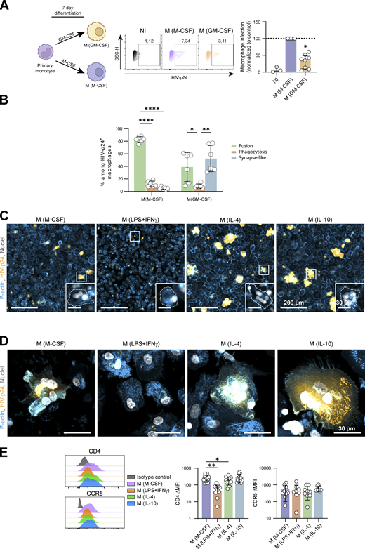 Related toFig. 3. (A and B) Analysis of infection of MDMs differentiated with M-CSF (M(M-CSF)) or GM-CSF (M(GM-CSF)) for 7 d, after a 24 h-co-culture with uninfected (NI) or infected Jurkat cells. (A) Left: Experimental design. Middle: Representative dot plots of HIV-1 p24 signals and gating strategy for selection of infected MDMs. Right: Quantification of the % of HIV-1-p24 + MDMs, normalized to M(M-CSF) condition (n = 8 donors, median ± interquartile range). (B) Quantification of the three mechanisms of HIV-1 transfer from infected Jurkat cells to polarized MDMs (as characterized in Fig.S1, C–E) among infected MDMs (n = 6 donors, mean ± SD). (C) Representative mosaic images of microscopy analysis of polarized (M(M-CSF), M(LPS+IFNγ), M(IL-4)) or M(IL-10) as in Fig. 3 A) MDM infection after a 24 h-co-culture with infected Jurkat cells. F-actin (blue), HIV-p24 (yellow), and nuclei (DAPI, gray). Inserts show magnifications of the white squares. Scale bars, 200 and 30 µm. (D) Representative microscopy images of polarized MDM infection after a 24 h-co-culture with infected autologous primary CD4+ T cells. F-actin (blue), HIV-p24 (yellow) and nuclei (DAPI, gray). Scale bars, 30 µm. (E) Expression levels of CD4 and CCR5 at the surface of polarized MDMs by flow cytometry. Left: Representative profiles. Right: Quantification expressed as ΔMFI (n = 8 to 10 donors, mean ± SD). Statistical analyses: Multiple comparison test (A) Kruskal-Wallis and Dunn’s, (B) two-way Anova and Tukey, and (E) one-way Anova and Tukey. * P ≤ 0.05; ** P ≤ 0.01; **** P ≤ 0.0001. Source data are available for this figure: SourceData FS5. Refer to the image caption for details.