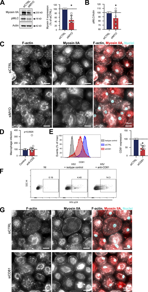 Related toFigs. 4 and 5. (A–C) Related to Fig. 4. (A) Analysis of Myosin expression and MLC phosphorylation by Western blot: MDMs were transfected with non-targeting siRNA (siCTRL) or targeting Myosin IIA (siMYO). Left: Representative images of Western blot analysis of the expression of Myosin IIA (top) and p-MLC (middle), with actin as loading control (bottom). Right: Quantification of Myosin IIA/actin, normalized to the siRNA control condition (n = 6 donors, median ± interquartile range). (B) Quantification of p-MLC/actin, normalized to the siCTRL condition (n = 6 donors, median ± interquartile range). (C) Representative images of actomyosin cytoskeleton of MDMs treated with siCTL or siMYO. F-actin (phalloidin, gray), Myosin IIA (red), and nuclei (DAPI, cyan). Scale bars, 10 µm. (D–G) Related to Fig. 5. (D) Quantification by flow cytometry of infection of MDMs incubated with isotype control (Control) or antibody targeting CD9 (anti-CD9) and co-cultured with infected Jurkat cells, normalized to the isotype control condition (n = 10 donors, median ± interquartile range). (E) Analysis of CD81 depletion by flow cytometry: MDMs were transfected with non-targeting siRNA (siCTRL) or targeting CD81 (siCD81). Left: Representative dot plot of CD81 signals. Right: Quantification of CD81 expression, normalized to the siCTRL condition (n = 6 donors, mean ± SD). (F) Flow cytometry analysis of alveolar macrophages infection after a 24 h-co-culture with uninfected Jurkat cells (NI) or Jurkat cells infected for 2 d in presence of anti-CD81 antibody or corresponding isotype control. Representative dot plots of HIV-p24 signals and gating strategy for selection of infected cells. See quantification in Fig. 5 D. (G) Representative images of actomyosin cytoskeleton of MDMs treated with siCTL or siCD81. F-actin (phalloidin, gray), Myosin IIA (red), and nuclei (DAPI, cyan). (G) This image comes from a mosaic (stitched together by the microscope). Scale bars, 10 µm. Statistical analyses: (A, B, and D) Wilcoxon test and (E) Paired t test. * P ≤ 0.05. Source data are available for this figure: SourceData FS7. Refer to the image caption for details.
