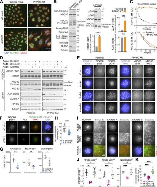 PPP6C KO cells show elevated Aurora A dependent phosphorylation of the kinetochore protein NDC80. (A) Parental and PPP6C KO cells depleted of NDC80 were stained for DNA, tubulin, and the nuclear pore marker NUP153, and imaged at 40× magnification to visualize nuclear morphology. Arrows mark micronuclei in NDC80-depleted parental cells. (B) Mitotic lysates of parental and PPP6C KO HeLa cells were blotted for the proteins listed in the figure. Overall NDC80 phosphorylation was monitored using a Phos-tag gel. The relative levels of NDC80 S55 phosphorylation, active Aurora A (pT288), and active Aurora B (pT232) were measured (mean ± SEM; n = 4–8). Statistical significance was analyzed using an unpaired two-tailed t test with Welch’s correction (***, P < 0.001; ****, P < 0.0001). To control for antibody phospho-selectivity, HeLa cell lysates were mock- (−) or λ-phosphatase–treated (+λ-PPase) and blotted for NDC80, NDC80 pS55, and pS62. (C) Dephosphorylation kinetics of Aurora A pT288 and NDC80 pS55 were followed in extracts of parental and PPP6C KO cells. Graphs show dephosphorylation kinetics (mean ± SD; n = 3). (D) Mitotic lysates of parental and PPP6C KO HeLa cells treated for 10 min with Aurora A (AurA-i) and two different Aurora B (AurB-i) kinase inhibitors in the combinations shown were blotted for the proteins listed in the figure. To increase sensitivity, NDC80 was isolated by immunoprecipitation for NDC80 pS55 blots. An extended analysis of this experiment, including blots for additional NDC80 phosphorylation sites, is shown in Fig. S3 D. (E) Parental and PPP6C KO HeLa cells in different kinase inhibited and control conditions from D stained for NDC80 pS55, NDC80, and DNA. (F) HeLa cells were depleted of endogenous TPX2 for 72 h or treated with a non-targeting control siRNA (siControl). Cells were fixed and then stained for TPX2, CENP-C, DNA, or antibodies to specific NDC80 pS55. (G and H) NDC80 pS55, pS44, and pS62 signal at kinetochores (G) and monoastral spindle size in siControl and siTPX2 (H; mean ± SD; n = 5–29). Statistical significance was analyzed using an unpaired two-tailed t test with Welch’s correction (**, P < 0.01; ****, P < 0.0001). (I) HeLa cells were depleted of Aurora A or Aurora B for 72 h using siRNA or treated with a non-targeting control siRNA (siControl). Cells were fixed and then stained with antibodies to specific NDC80 phosphorylation sites. Images for NDC80 pS55 are shown in the figure, pS44 and pS62 are shown in Fig. S4 D. (J and K) NDC80 pS55, pS44, and pS62 signal at kinetochores expressed relative to NDC80 (J) and monoastral spindle size in siControl, siAurora A, and siAurora B treated cells (K; mean ± SD; n = 5–24). Statistical significance was analyzed using a Brown-Forsythe ANOVA (**, P < 0.01; ****, P < 0.0001). Source data are available for this figure: SourceData F4. Refer to the image caption for details.
