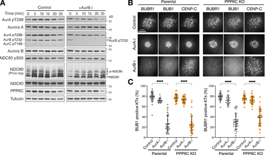 Spindle checkpoint signaling remains Aurora B dependent in PPP6C KO cells. (A) HeLa cells were treated with Aurora B inhibitor (AurB-i) and lysed at the times indicated from 0 to 25 min. Samples were blotted with the pan-Aurora T-loop antibody that detects active Aurora A/B/C. (B) Parental and PPP6C KO HeLa cells treated with Aurora A (AurA-i) or Aurora B inhibitors (AurB-i) for 30 min were stained for the spindle checkpoint proteins BUB1 and BUBR1. (C) Graphs that show the number of BUB1- or BUBR1-positive checkpoint active kinetochores are significantly reduced after Aurora A but not Aurora B inhibition (mean ± SD; n = 19–40). Statistical significance was analyzed using Dunn’s multiple comparison test (****, P < 0.0001). Source data are available for this figure: SourceData F5. Refer to the image caption for details.