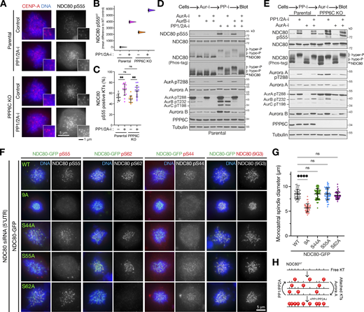 Multisite phosphorylation of NDC80 by Aurora A is counteracted by PP1/PP2A. (A) Parental and PPP6C KO cell lines were treated with STLC to arrest cells in mitosis in the absence (Control) and presence of PP1/2A-i and then stained for NDC80 pS55, CENP-A, and DNA. (B) Level of NDC80 pS55 signal at kinetochores (KTs) was measured for the different conditions (n = 701–951 KTs). Each mean difference is depicted as a dot. Each 95% confidence interval is indicated by the ends of the vertical error bars; the confidence interval is bias-corrected and accelerated. (C) The number of NDC80 pS55 positive kinetochores was measured for the different conditions (mean ± SD; n = 12–15). Statistical significance was analyzed using a Brown-Forsythe ANOVA (**, P < 0.01). (D and E) Mitotic lysates of parental and PPP6C KO HeLa cells treated with Aurora A (AurA-i), Aurora B, and phosphatase (calyculin, PP1/2A-i) inhibitors in the combinations and order shown were blotted for the proteins listed in the figure. Overall NDC80 phosphorylation was monitored using a Phos-tag gel. (F) HeLa cells depleted of endogenous NDC80 using a 5′-UTR siRNA were transfected with NDC80-GFP WT and phospho-deficient mutant constructs as shown in the figure. Cells were stained for DNA, NDC80, and specific NDC80 phospho-antibodies. (G) Spindle size is plotted for the NDC80 WT and point mutant in panel F (mean ± SD; n = 42–58). Statistical significance was analyzed using a Brown-Forsythe ANOVA (****, P < 0.0001). (H) A schematic showing the proposed dynamic substoichiometric phosphorylation of the NDC80 N-terminus, and roles of Aurora A and PP1/PP2A. Source data are available for this figure: SourceData F9.