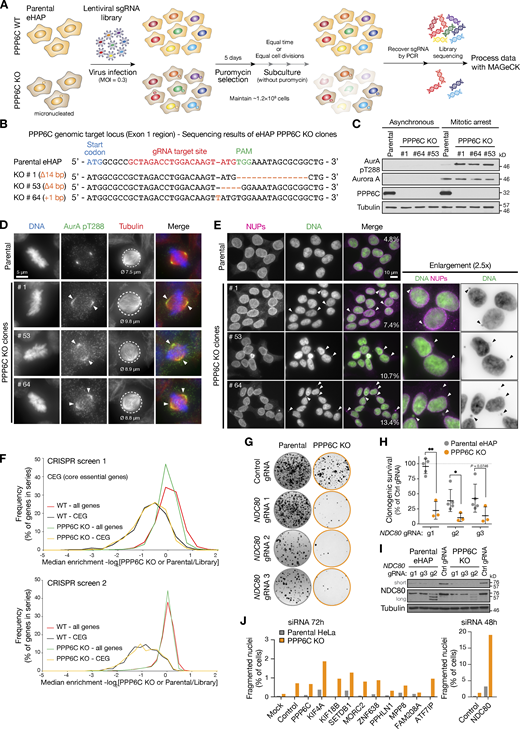 Comparative functional genomics screening for synthetic growth defects in parental and PPP6C KO eHAP cells. (A) Workflow for genome-wide CRISPR KO screens using the GeCKO V2 libraries, with data analysis in MaGeCK comparing gene selection in PPP6C KO to parental haploid eHAP cells. (B) DNA sequence of the PPP6C genomic locus showing the sequence of candidate PPP6C KO alleles in three candidate haploid eHAP cell clones. (C) Western blot of parental eHAP and candidate PPP6C KO alleles showing loss of PPP6C protein and elevation of active Aurora A pT288. (D) Parental eHAP and PPP6C KO clone #1 stained for Aurora A pT288, tubulin, and DNA. Representative cells in metaphase are shown, with arrowheads to mark the spread of active Aurora A on the mitotic spindle. Circled areas and numbers indicate the spindle diameter in µm (ø). (E) Parental eHAP and PPP6C KO clones cells stained for NUPs and DNA. Groups of interphase cells are shown, with arrowheads to indicate micronuclei. (F) Frequency plot of median enrichment of all genes and a selected set of core essential genes (CEG) in screens 1 and 2. (G) Clonogenic survival assays for three gRNA sequences targeting NDC80 in parental and PPP6C KO eHAP cell lines. Example images of survival assays are shown. (H) Clonogenic survival assays for NDC80 gRNAs g1–g3 relative to the control gRNA in eHAP cells (mean ± SD; n = 3–5). Statistical significance was analyzed using an unpaired two-tailed t test with Welch’s correction (*, P < 0.05; **, P < 0.01). (I) Western blot validation of NDC80 depletion by the NDC80 g1–g3 gRNAs in eHAP cells. Note g2 results in reduced expression and a ladder of truncated NDC80 protein species. (J) Parental and PPP6C KO HeLa cells were treated for 48 or 72 h with siRNA for the indicated negatively selected genes identified by genome-wide screening as candidates for synthetic lethality with PPP6C KO. The proportion of morphologically abnormal nuclei is plotted in the graph. Source data are available for this figure: SourceData FS2. Refer to the image caption for details.