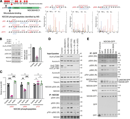 Analysis of NDC80 phosphorylation in mitosis using mass spectrometry. (A) A schematic of NDC80 showing predicted Aurora and CDK1 phosphorylation consensus sites (P) in the N-terminal region adjacent to the calponin homology domain (CH). HeLa cells were arrested in mitosis with nocodazole and then released to allow mitotic spindle formation in the presence of Aurora A and Aurora B kinase inhibitors. Cell lysates were prepared and endogenous NDC80 was isolated by immunoprecipitation (NDC80 IP) and mass spectrometry (MS) as described in the methods. Mass spectrometry/mass spectrometry spectra for NDC80 phospho-peptides are shown for pT31, pS55, and pS69. Due to incomplete cleavage, the peptide containing pS5/7/15 was not quantified. (B) Western blot of NDC80 IPs showing effects of Aurora A and B inhibition on NDC80 pS55 (mean; n = 2). (C) Mass spectrometry of NDC80 IPs showing effects of Aurora A and B inhibition on NDC80 pS55, pS69, and the CDK-consensus site at pT31 (mean ± SD; n = 3–4). Statistical significance was analyzed using unpaired t test (**, P < 0.01; ***, P < 0.001). (D) HeLa cells arrested in mitosis with nocodazole were released for 25 min to allow mitotic spindle formation in the presence of Aurora A (AurA-i) and Aurora B (AurB-i) kinase inhibitors as indicated. Cell lysates and NDC80 IPs were Western blotted with antibodies to Aurora A and B, activated Aurora A pT288, a pan-phospho-Aurora antibody detecting pT288 and pT232, NDC80, NDC80 pS55, pS44, and pT61-pS62 (rabbit, R; sheep, Sh as indicated in the figure). (E) To test for NDC80 phospho-antibody specificity, HeLa cells were transfected for 24 h with plasmids expressing GFP (control), NDC80-GFP (WT), S44A, S55A, S62A, T61-S62A point mutants, or a combined 9A mutant where all consensus Aurora sites described in A. HeLa cells arrested in mitosis for 18 h with nocodazole were released for 25 min to allow mitotic spindle formation in the presence of Aurora A and Aurora B kinase inhibitors as indicated. NDC80 IPs were Western blotted with antibodies to Aurora A and B, activated Aurora A pT288, a pan-phospho-Aurora antibody detecting pT288 and pT232, NDC80, NDC80 pS44, pS55, pS62, or pT61-pS62 (rabbit, R; sheep, Sh as indicated in the figure). Source data are available for this figure: SourceData FS3. Refer to the image caption for details.