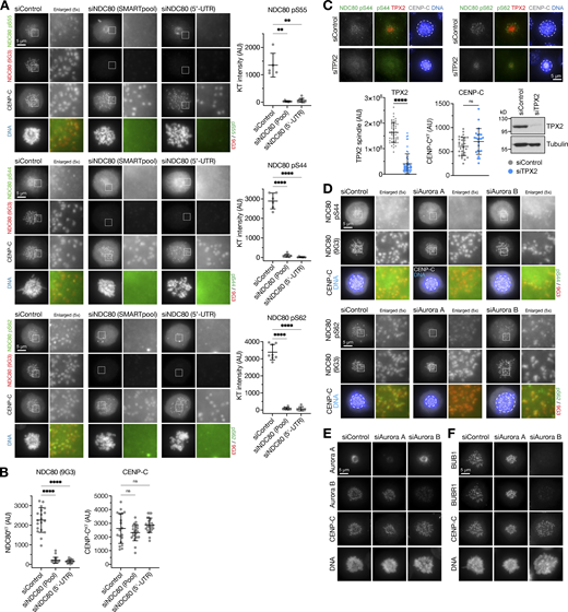 Specificity of NDC80 antibodies and phospho-antibodies. (A) HeLa cells were depleted of endogenous NDC80 for 48 h using either an NDC80 siRNA SMARTpool or a single siRNA to the 5′-UTR of NDC80, or treated with a non-targeting control siRNA (siControl). Cells were fixed and then stained for NDC80 (9G3 mouse monoclonal), CENP-C, DNA, or antibodies to specific NDC80 phosphorylation sites pS55, pS44, and pS62. The graphs in each panel show the NDC80 phospho-antibody signal is significantly reduced after NDC80 siRNA (mean ± SD; n = 5–11). Statistical significance was analyzed using a Brown-Forsythe ANOVA (**, P < 0.01; ****, P < 0.0001). (B) NDC80 siRNAs resulted in loss of NDC80 but not the inner centromere protein CENP-C (mean ± SD; n = 19–24). Statistical significance was analyzed using a Brown-Forsythe ANOVA (****, P < 0.0001). (C) HeLa cells were depleted of endogenous TPX2 for 72 h or treated with a non-targeting control siRNA (siControl). Cells were fixed and then stained for TPX2, CENP-C, DNA, or antibodies to specific NDC80 phosphorylation sites pS44 and pS62. TPX2 siRNA resulted in loss of TPX2 but not the inner centromere protein CENP-C (mean ± SD; n = 23–57), confirmed by Western blot. Statistical significance was analyzed using an unpaired two-tailed t test with Welch’s correction (****, P < 0.0001). (D) HeLa cells were depleted of Aurora A or Aurora B for 48 h using siRNA, or treated with a non-targeting control siRNA (siControl). Cells were fixed and then stained with antibodies to specific NDC80 phosphorylation sites pS55, pS44, and pS62. (E and F) Cells treated as in D were stained for Aurora A, Aurora B, CENP-C, DNA (E), or the spindle checkpoint proteins BUB1 and BUBR1 (F). Source data are available for this figure: SourceData FS4. Refer to the image caption for details.