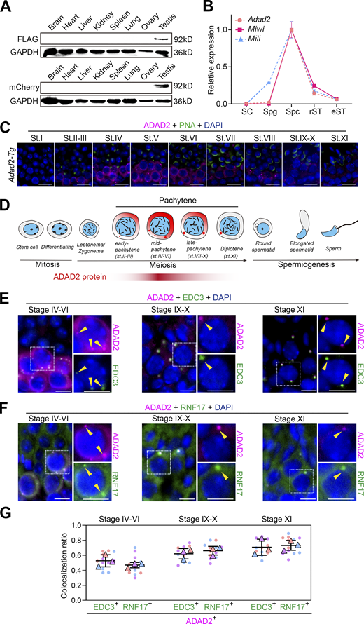 The expression pattern of ADAD2 during spermatogenesis. (A) Western blot analysis of FLAG-ADAD2-mCherry expression in multiple tissues from adult transgenic mice. (B) Relative expression of Adad2, Miwi, and Mili transcripts as measured by RT-qPCR in purified testicular cells. SC, Sertoli cell; Spg, spermatogonia; Spc, spermatocyte; rST, round spermatid; eST, elongating spermatid. Data are presented as mean ± SEM and normalized to the peak expression of each transcript. (C) Double immunostaining with FLAG (magenta) and GFP-PNA (green) on testis sections from adult Adad2 transgenic (Adad2-Tg) mice are shown. DAPI (blue) marks the nuclei. Scale bars = 20 μm. (D) A schematic summary of the dynamic localization of FLAG-ADAD2-mCherry in adult testis during spermatogenesis. The localization drawing is based on the fluorescent signal analyses from three independent experiments. (E) Double immunostaining with ADAD2 (FLAG, magenta) and EDC3 (green) on spermatocytes from adult Adad2-Tg testis sections are shown. DAPI (blue) marks the nuclei. Scale bar = 10 μm. P-bodies are marked with yellow arrowheads. (F) Double immunostaining with ADAD2 (FLAG, magenta) and RNF17 (green) on spermatocytes from adult Adad2-Tg testis sections are shown. DAPI (blue) marks the nuclei. Scale bars = 10 μm. P-bodies are marked with yellow arrowheads. (G) Quantifying the colocalization ratio between ADAD2 and EDC3/RNF17 during spermatogenesis is shown. n = 12 tubules from three mice, error bars are mean ± SEM, unpaired two-tailed Student’s t test. Source data are available for this figure: SourceData F3.